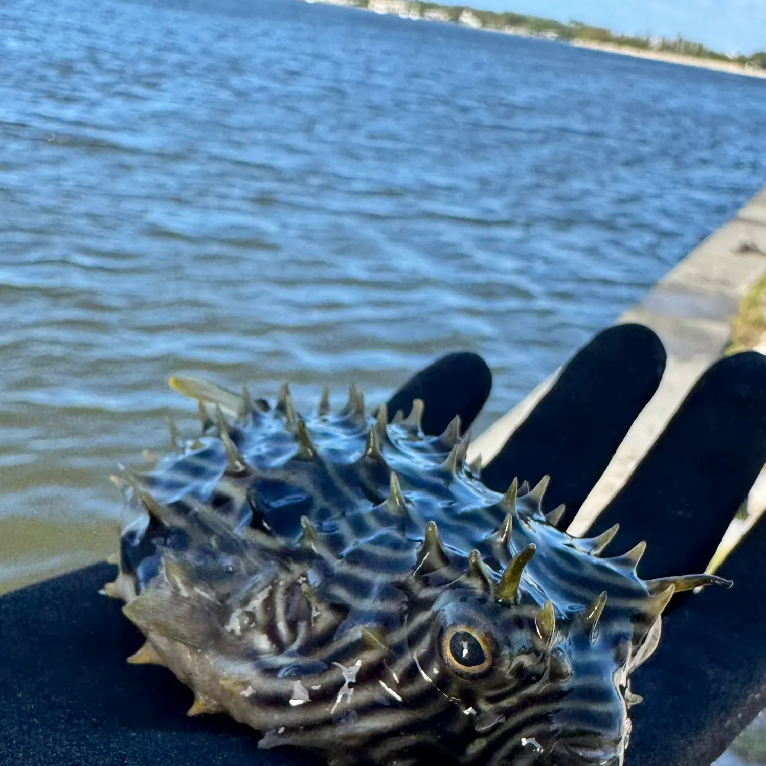 The most recent Striped burrfish catches on Fishbrain