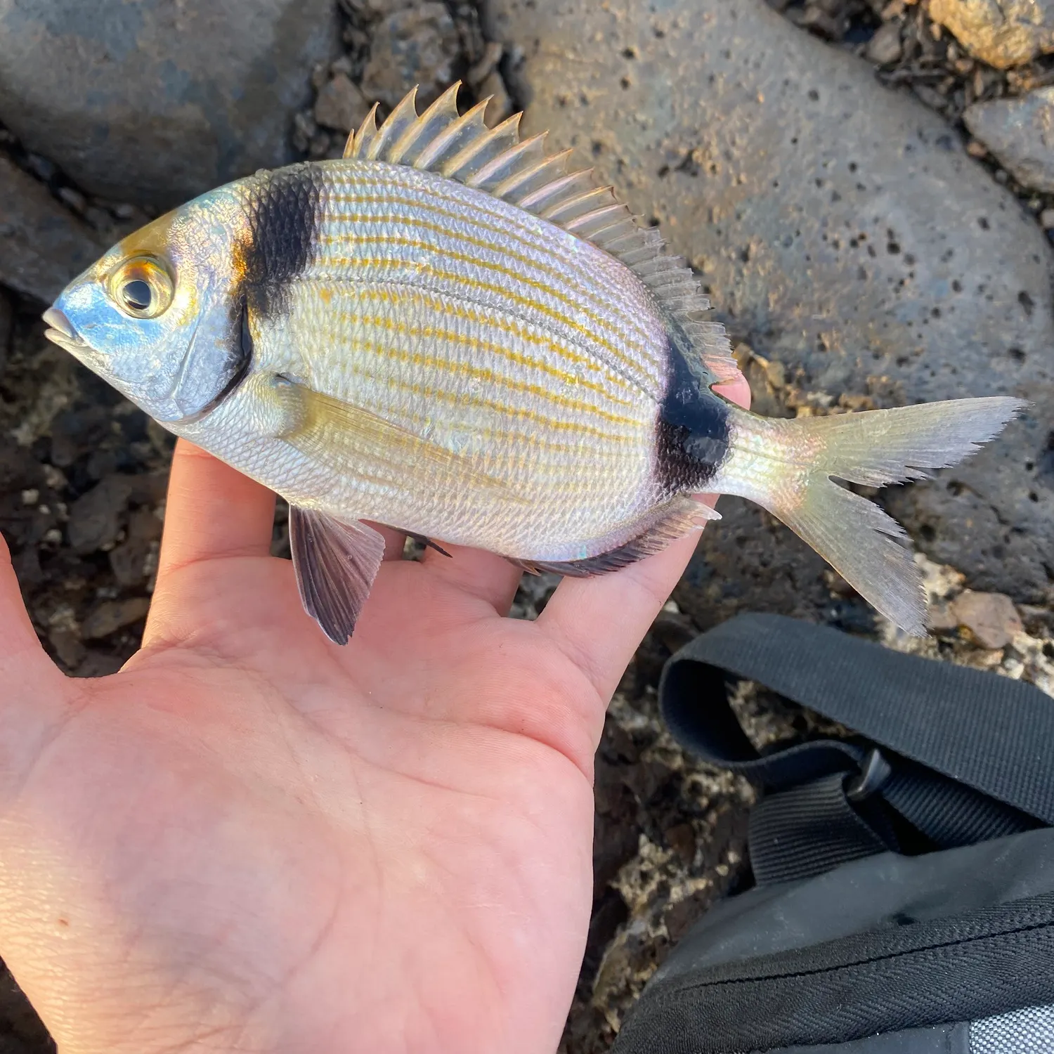 The most recent Common two-banded seabream catches on Fishbrain