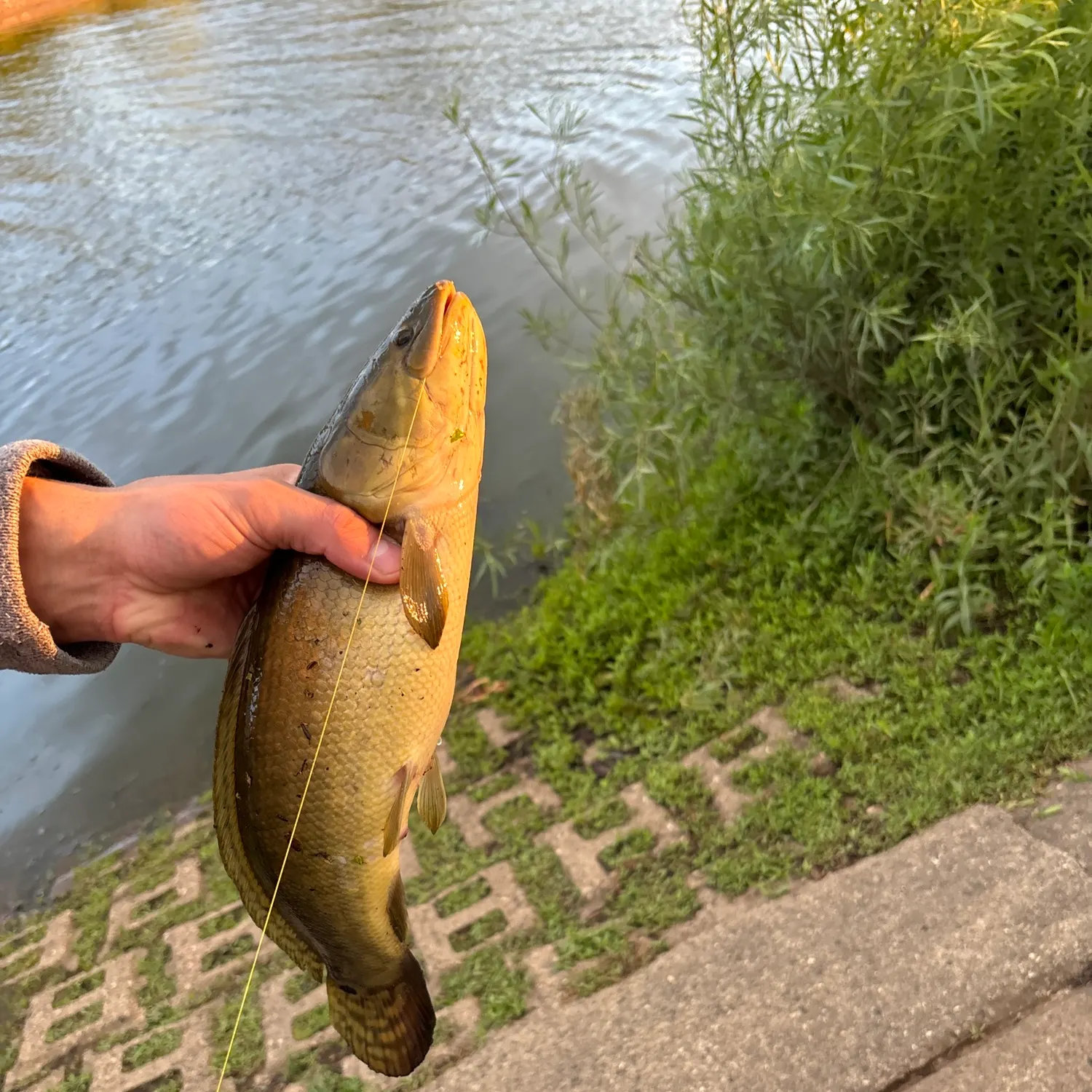 catch