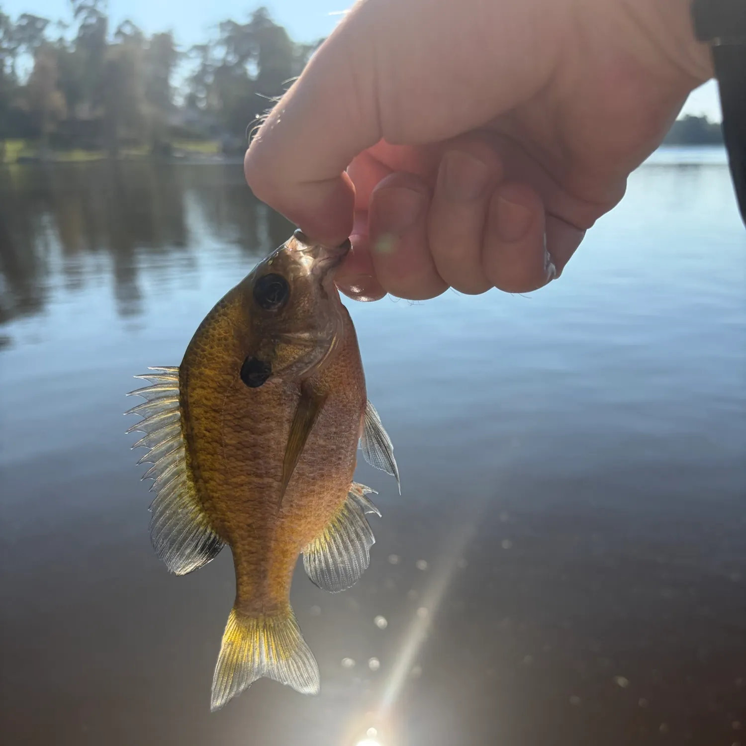 Bluegill caught on Fishbrain