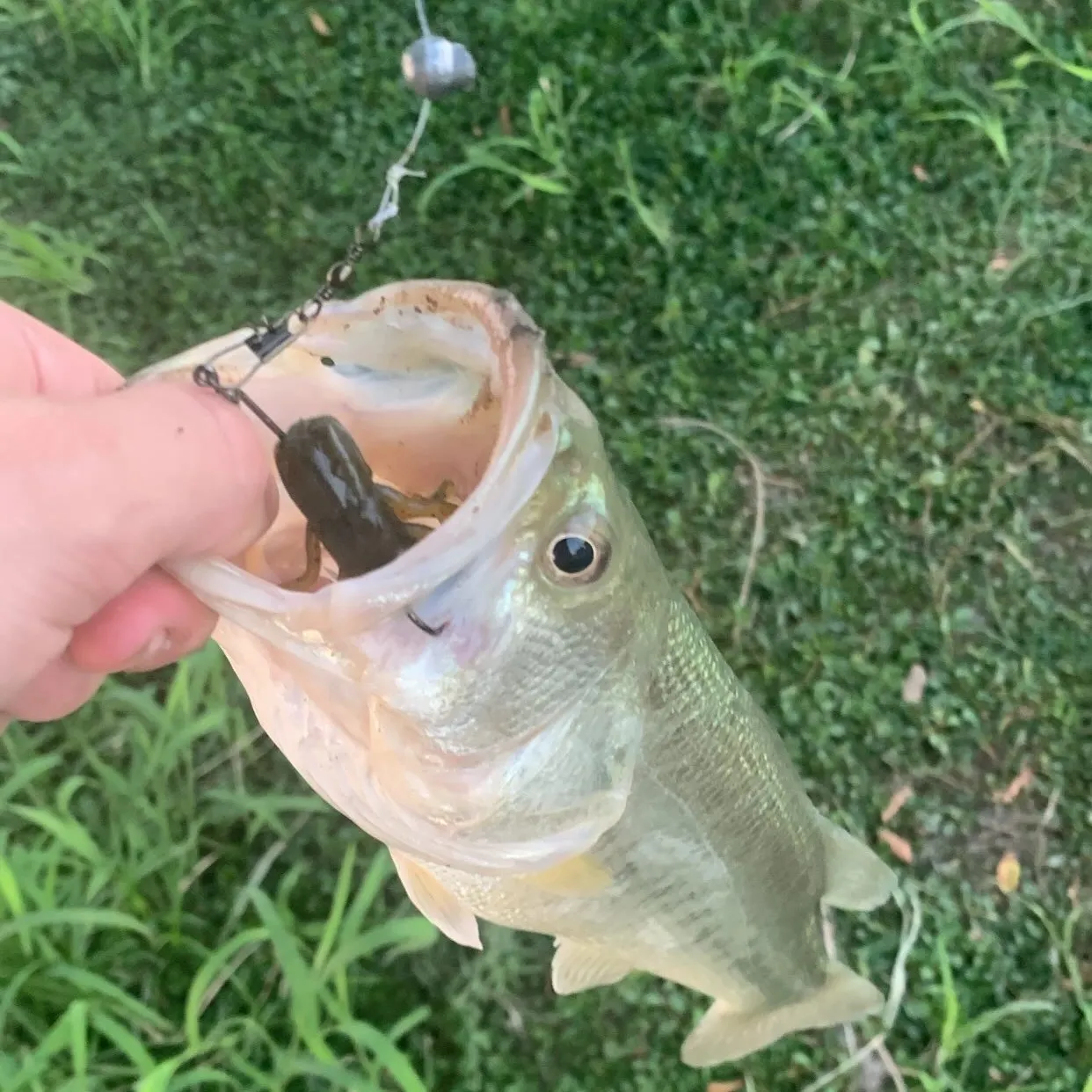 Largemouth bass caught on Fishbrain