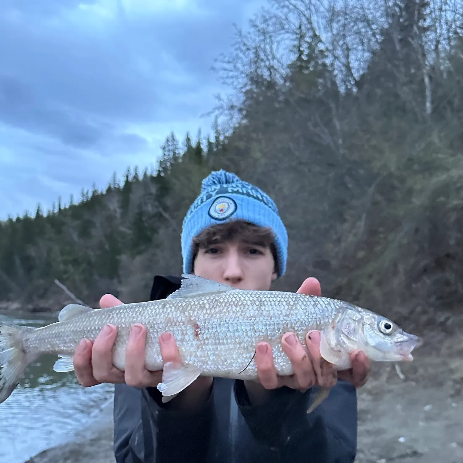 The most recent Mountain whitefish catches on Fishbrain