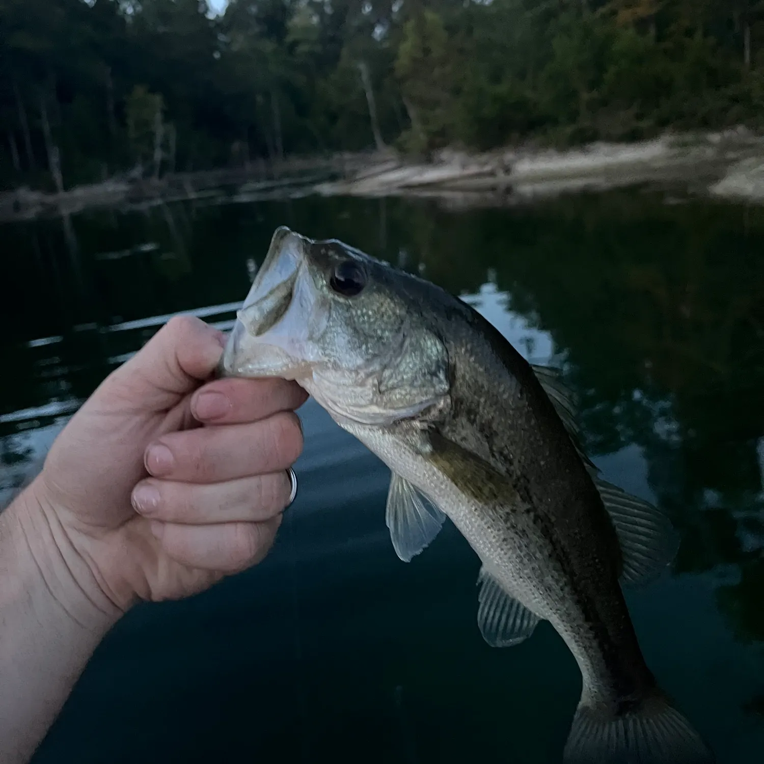 Largemouth bass caught on Fishbrain