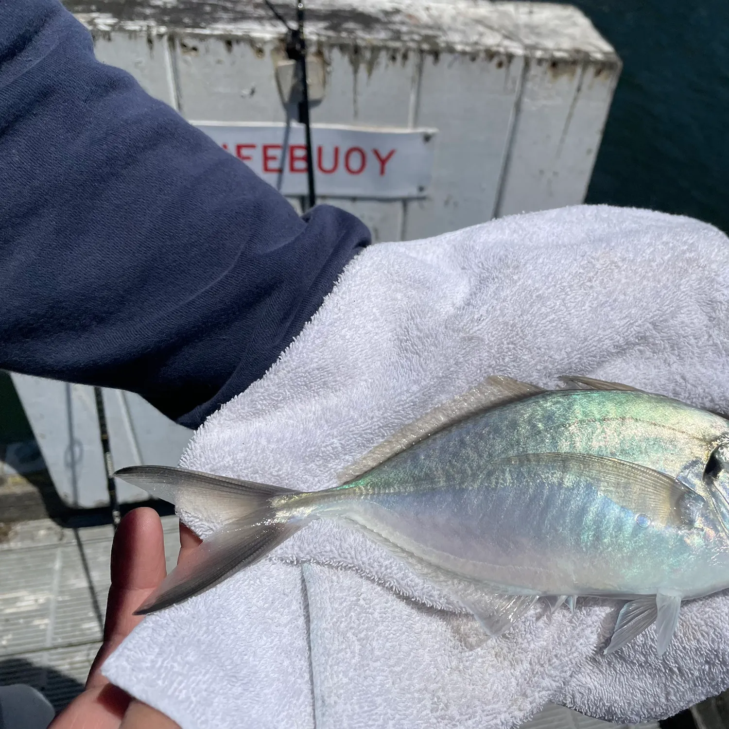The most recent White trevally catches on Fishbrain