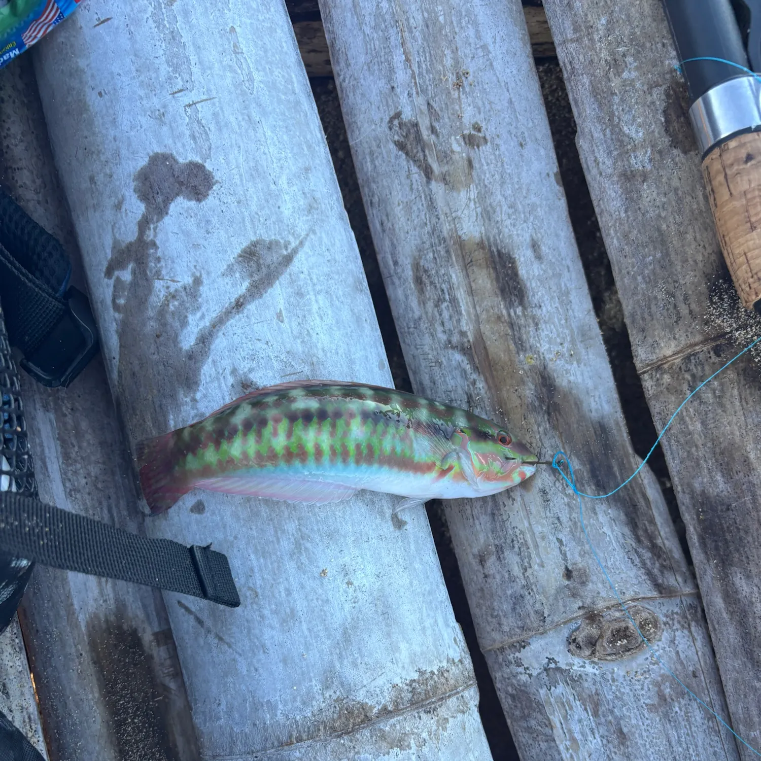 Fivestripe wrasse caught on Fishbrain