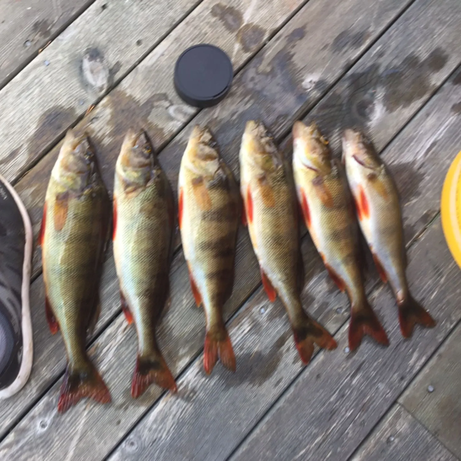 recently logged catches