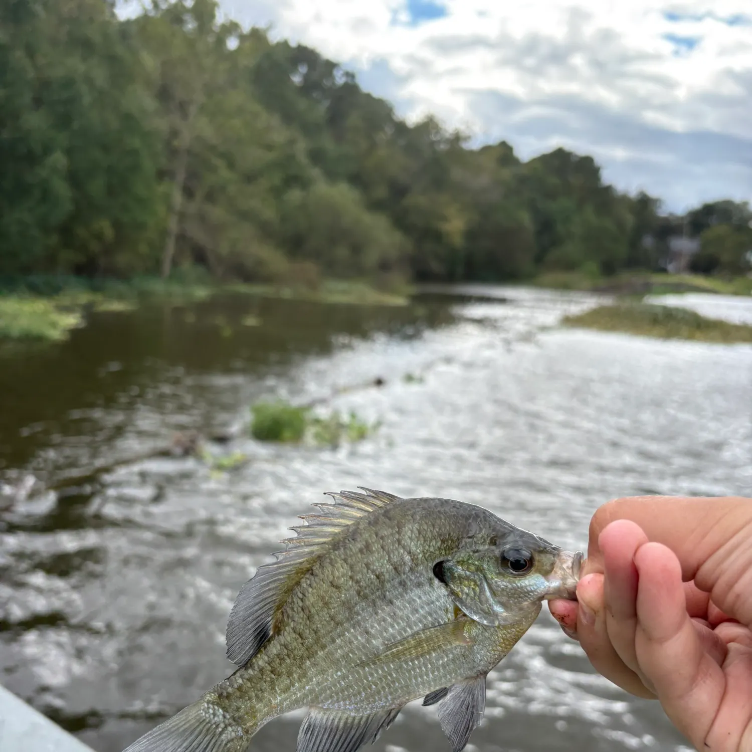 Bluegill caught on Fishbrain
