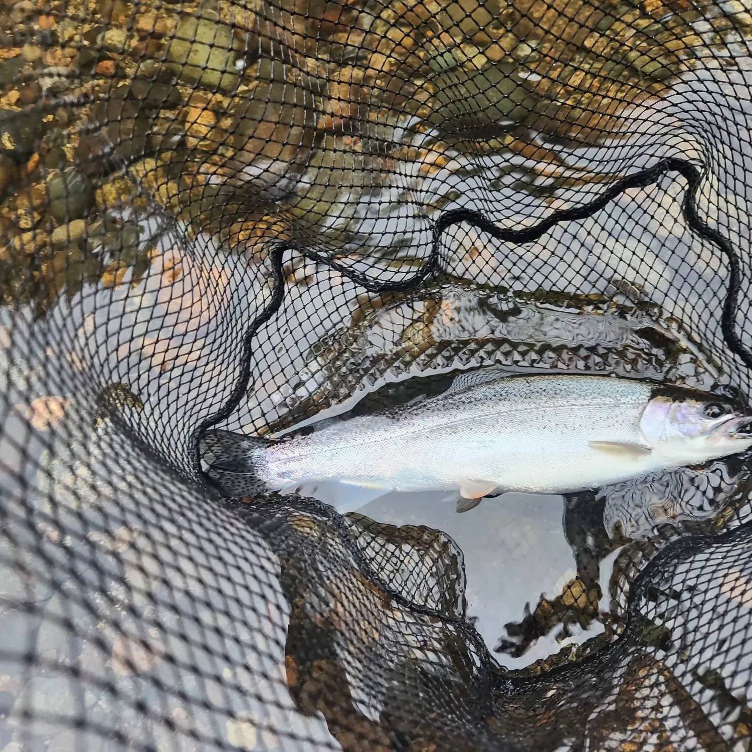 Coastal cutthroat trout caught on Fishbrain