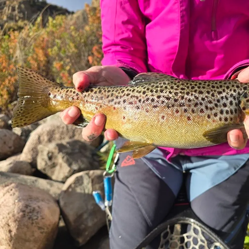 Brown trout caught on Fishbrain