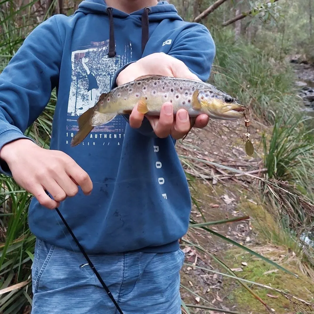 Brown trout caught on Fishbrain