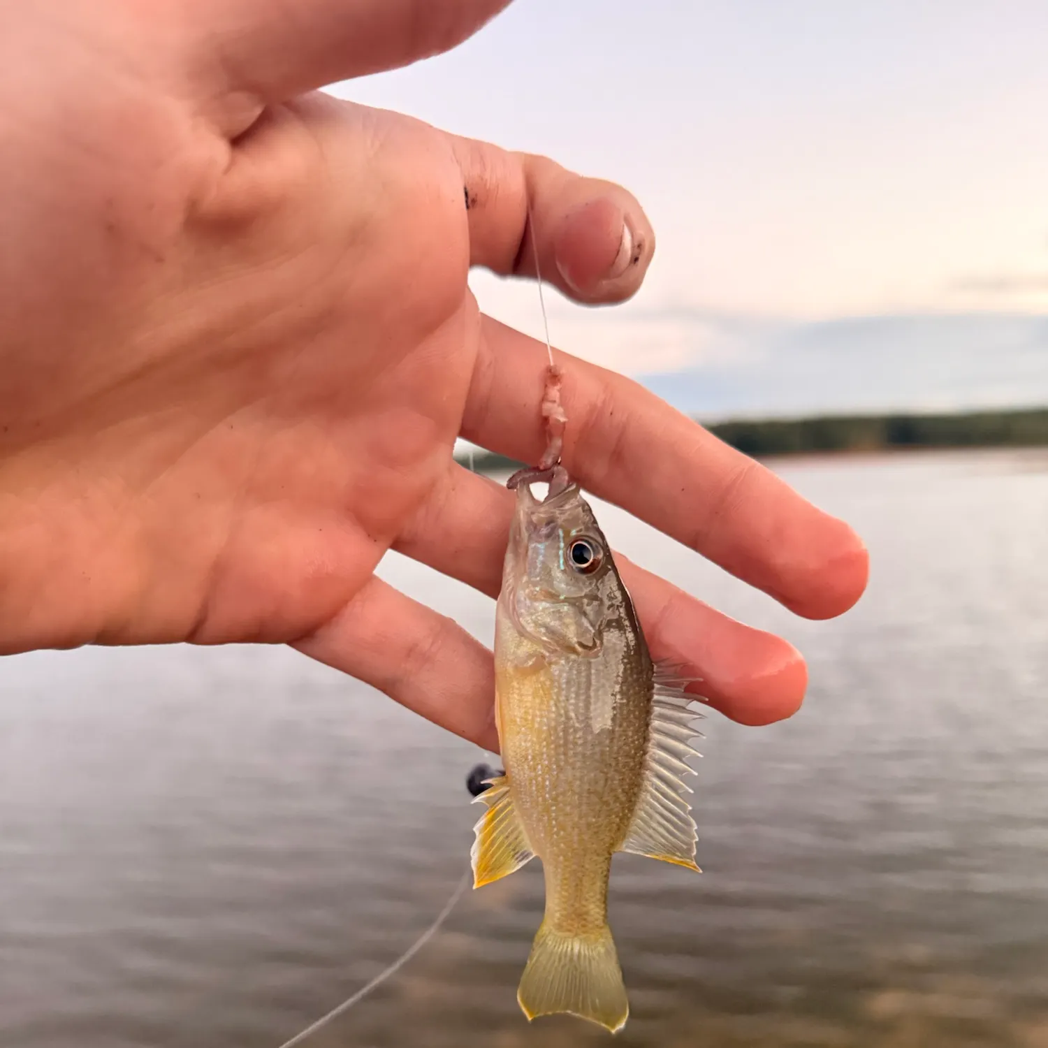 Green sunfish caught on Fishbrain
