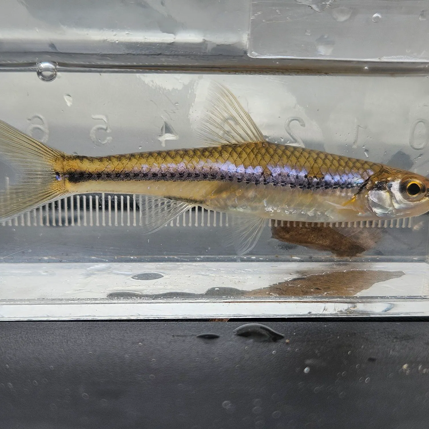 The most recent Swallowtail shiner catches on Fishbrain