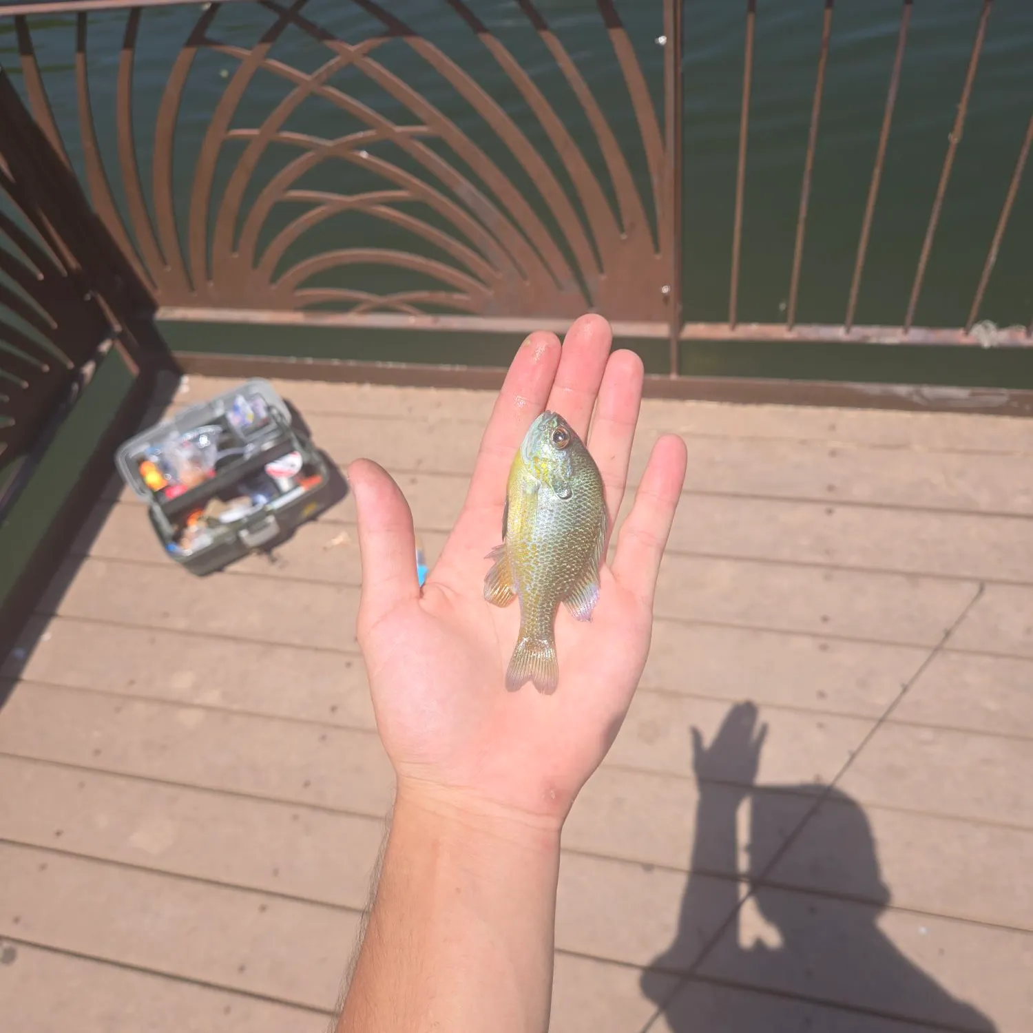 Bluegill caught on Fishbrain