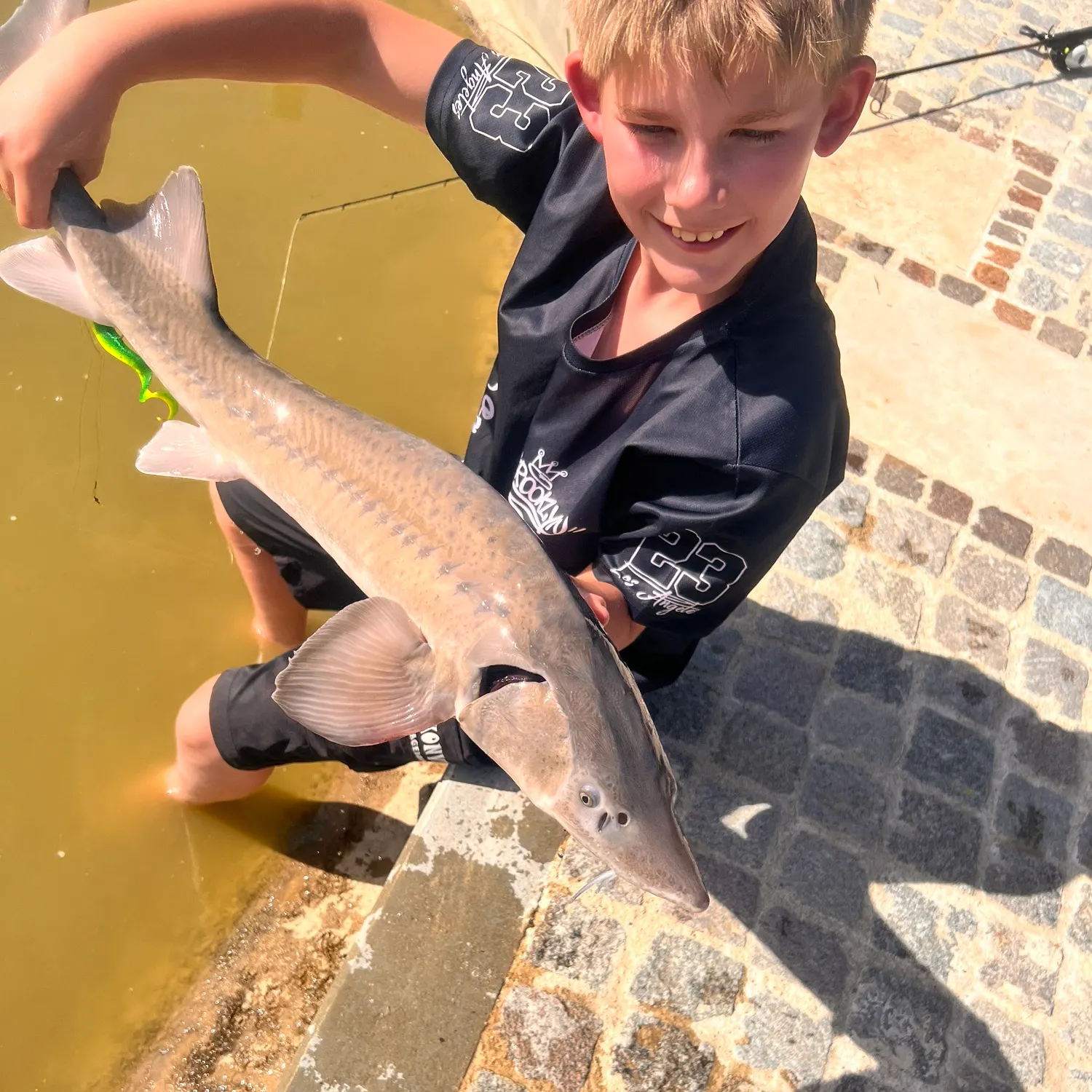 The most recent Green sturgeon catches on Fishbrain