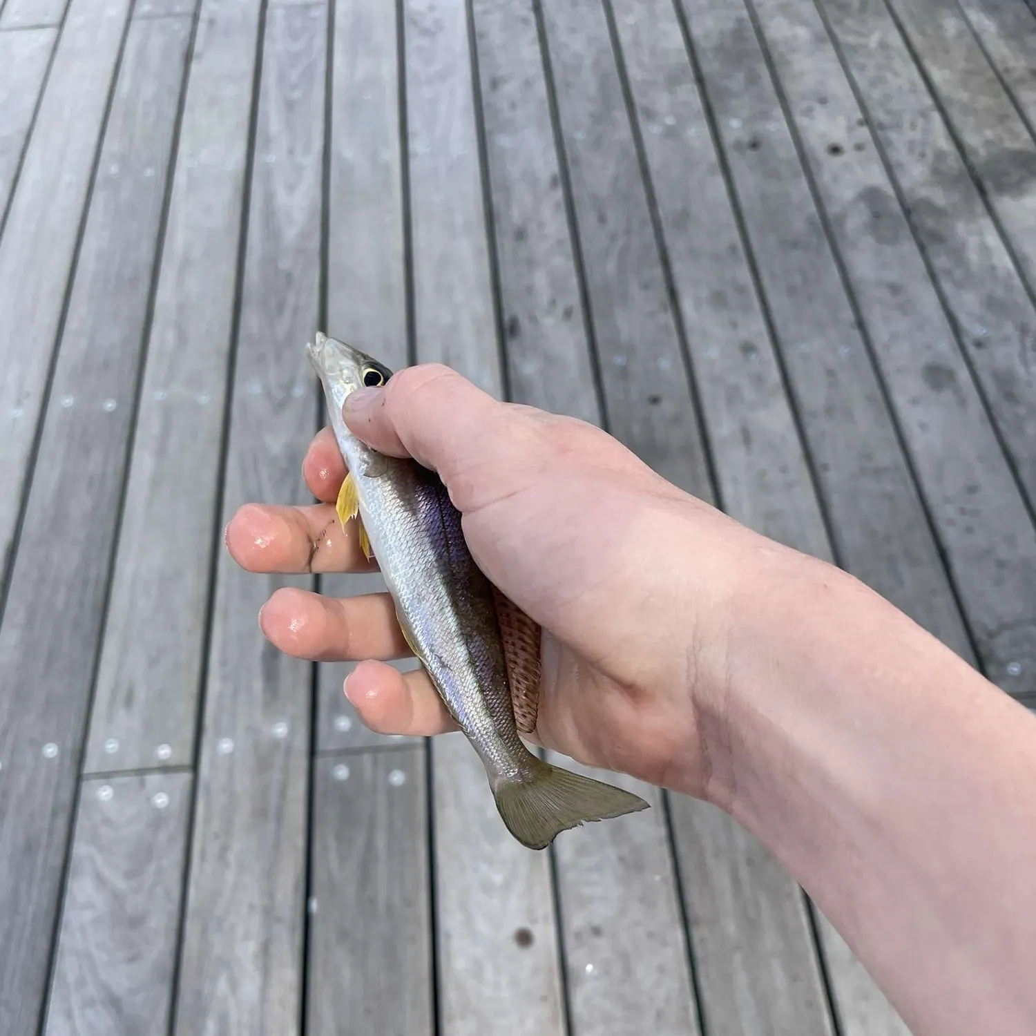 The most recent Sand sillago catches on Fishbrain