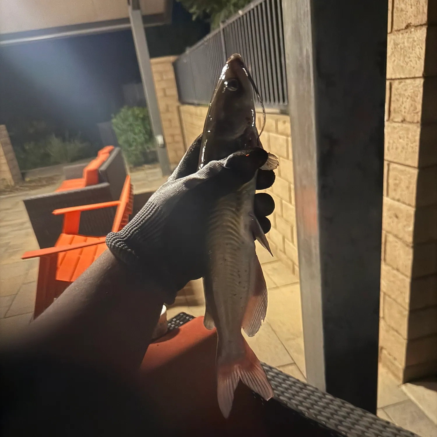 Channel catfish caught on Fishbrain