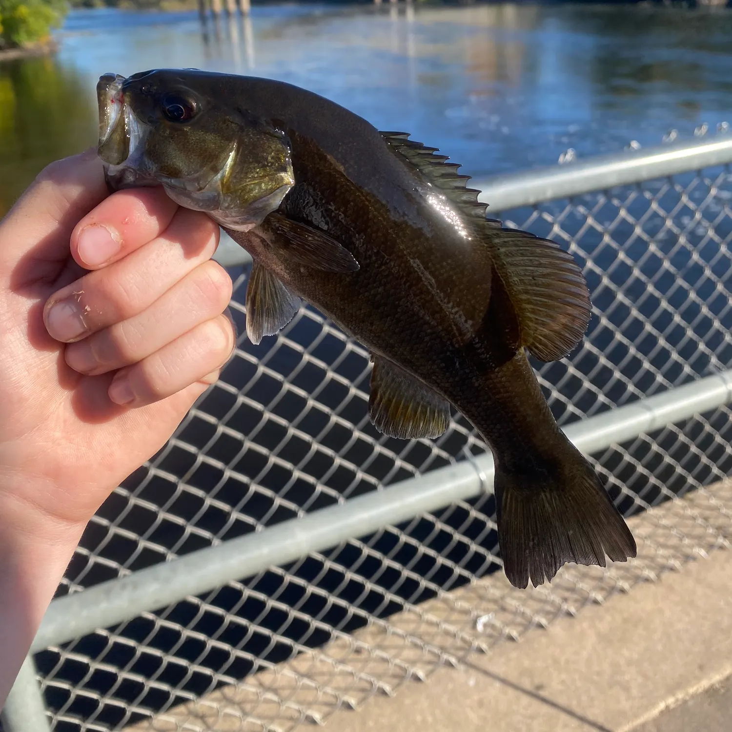 Smallmouth bass caught on Fishbrain