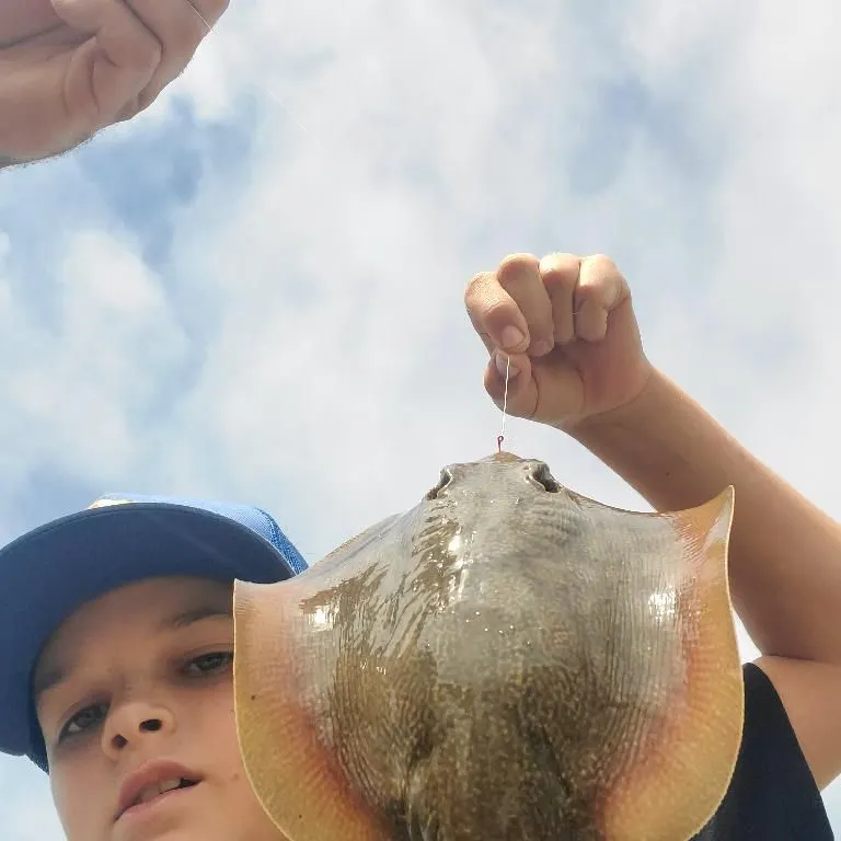 The most recent Haller's round ray catches on Fishbrain