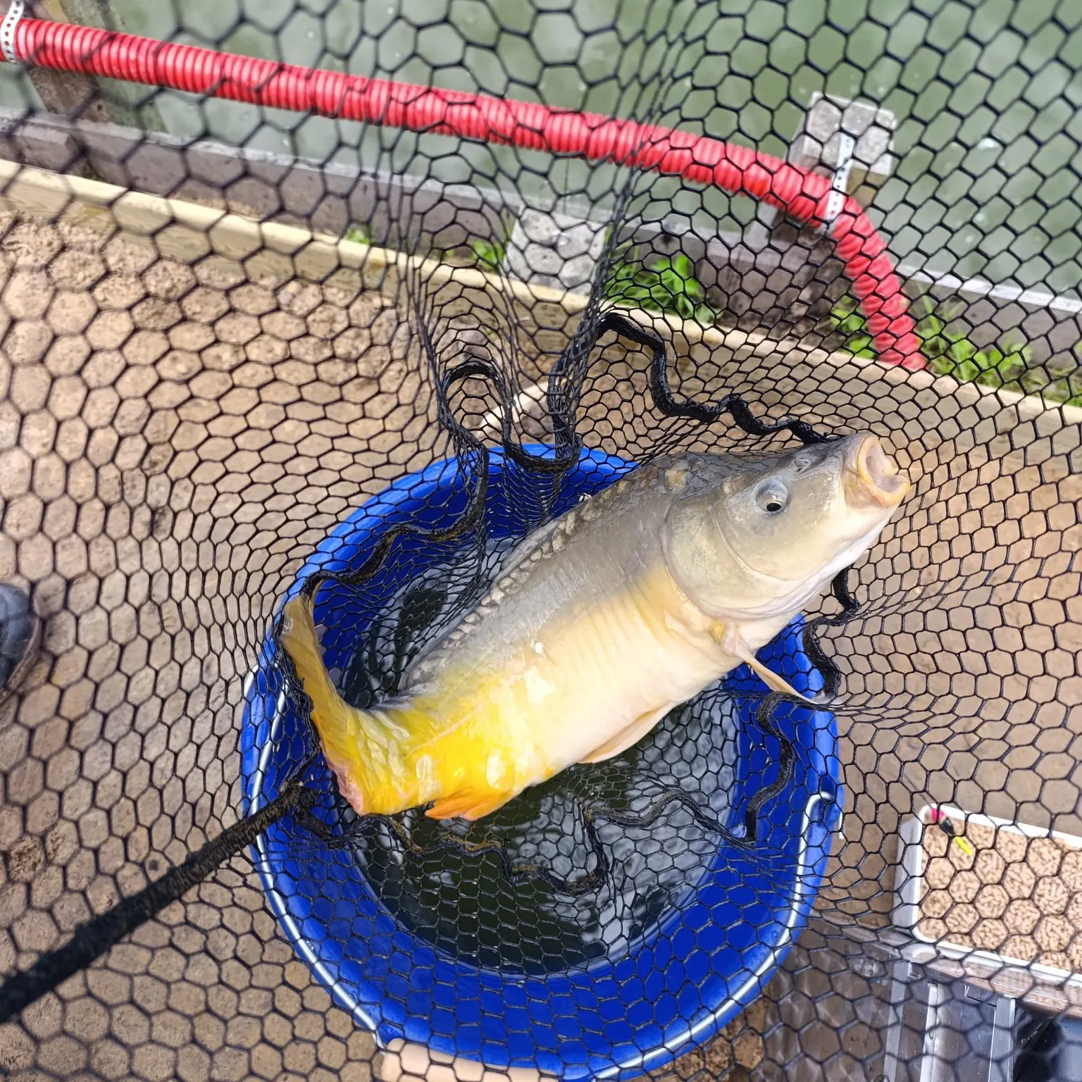 Leather carp caught on Fishbrain