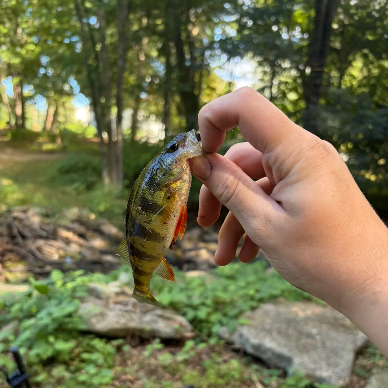 Yellow perch caught on Fishbrain