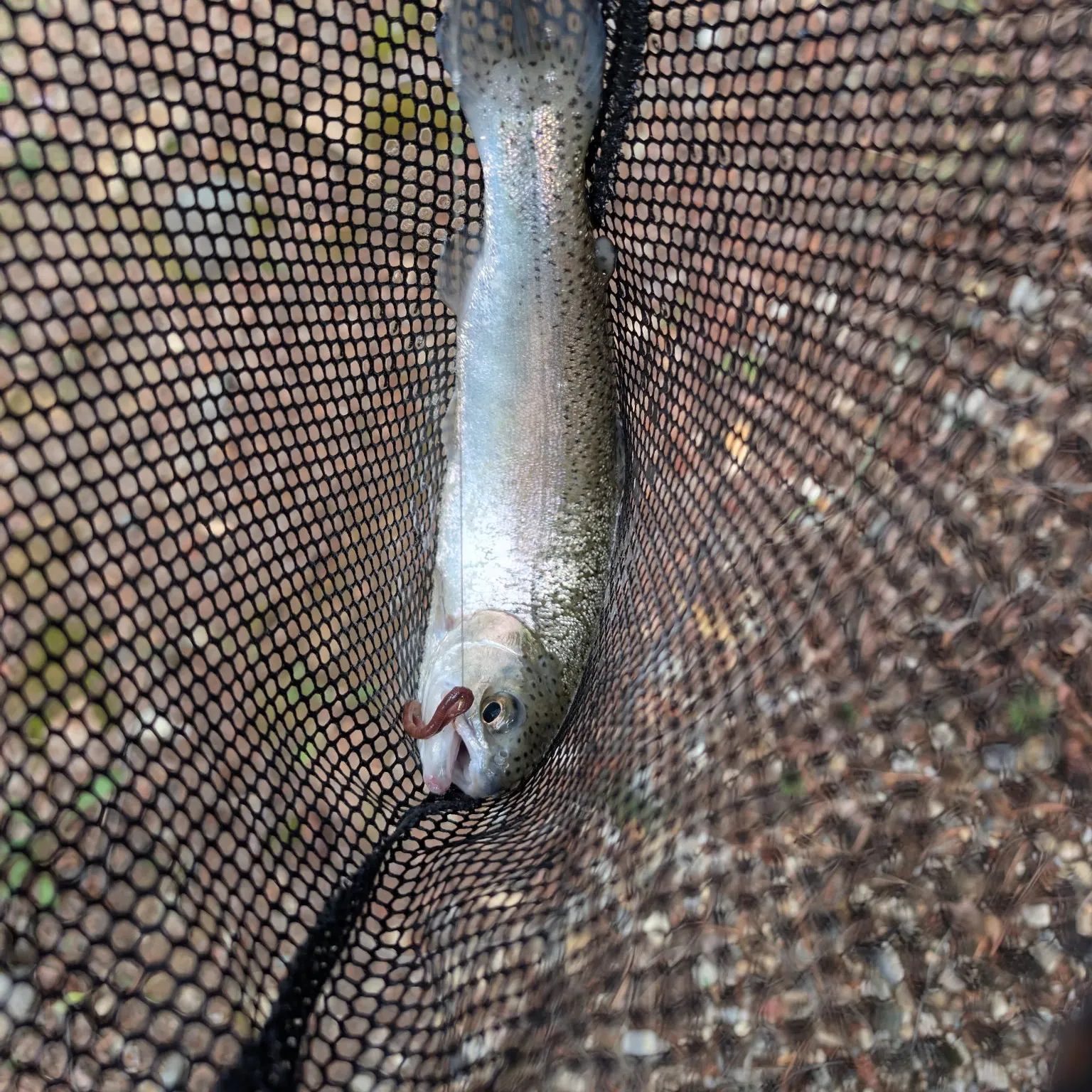 Rainbow trout caught on Fishbrain
