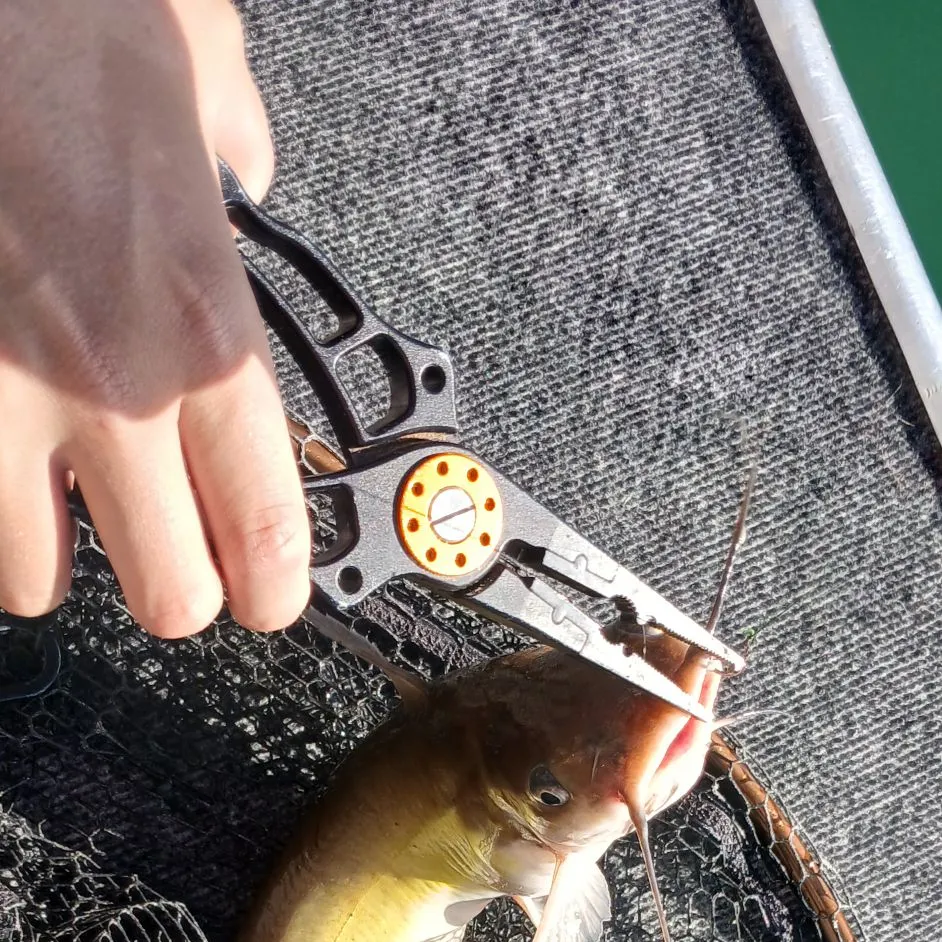 Channel catfish caught on Fishbrain