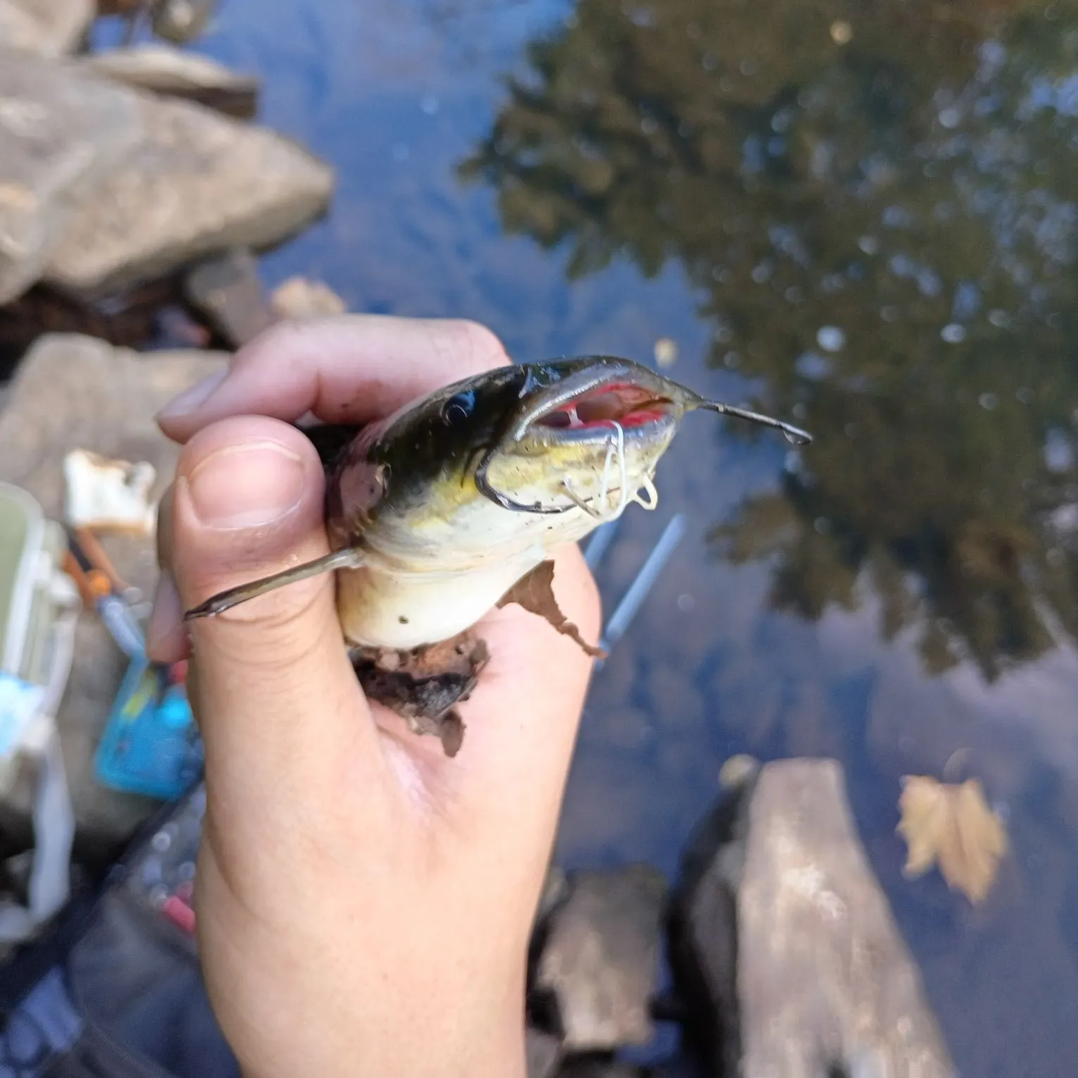 catch