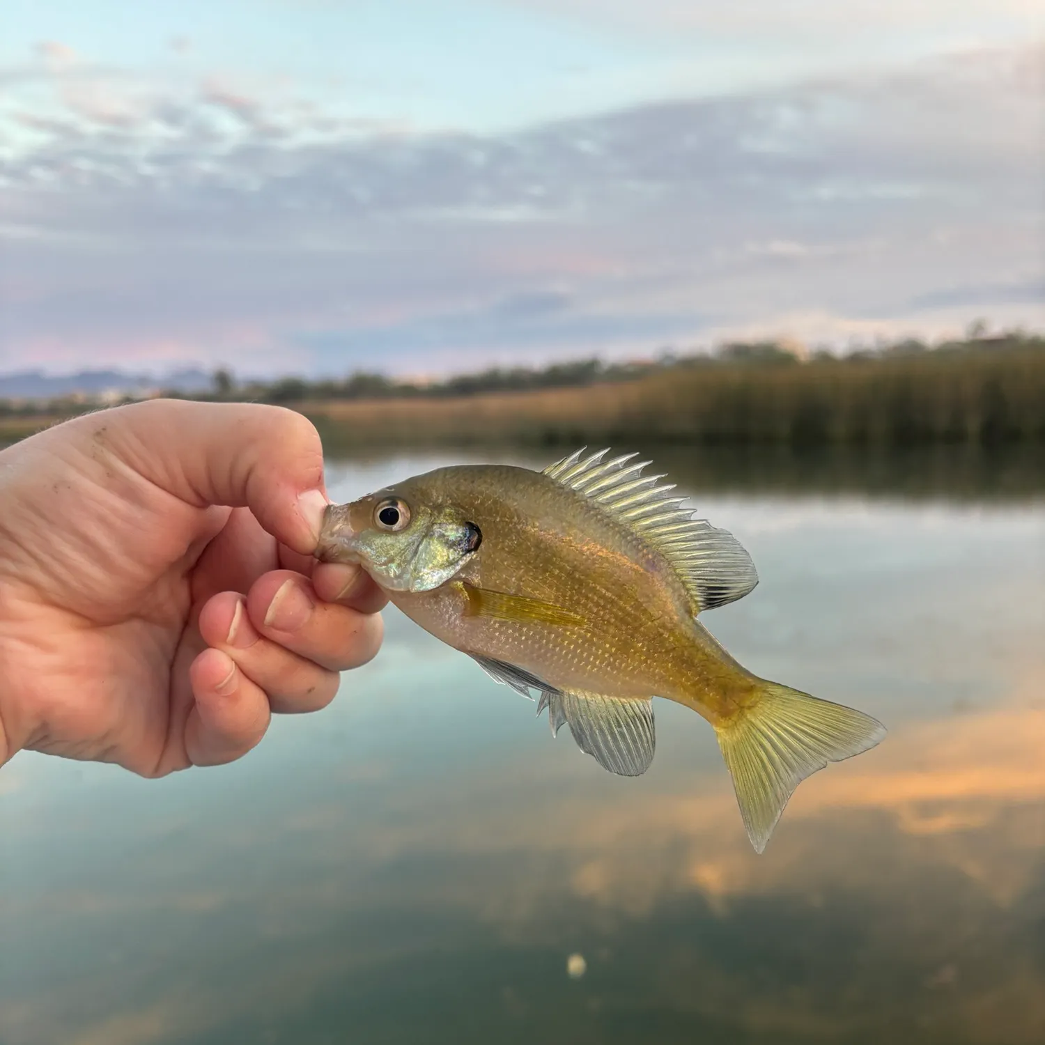 Bluegill caught on Fishbrain