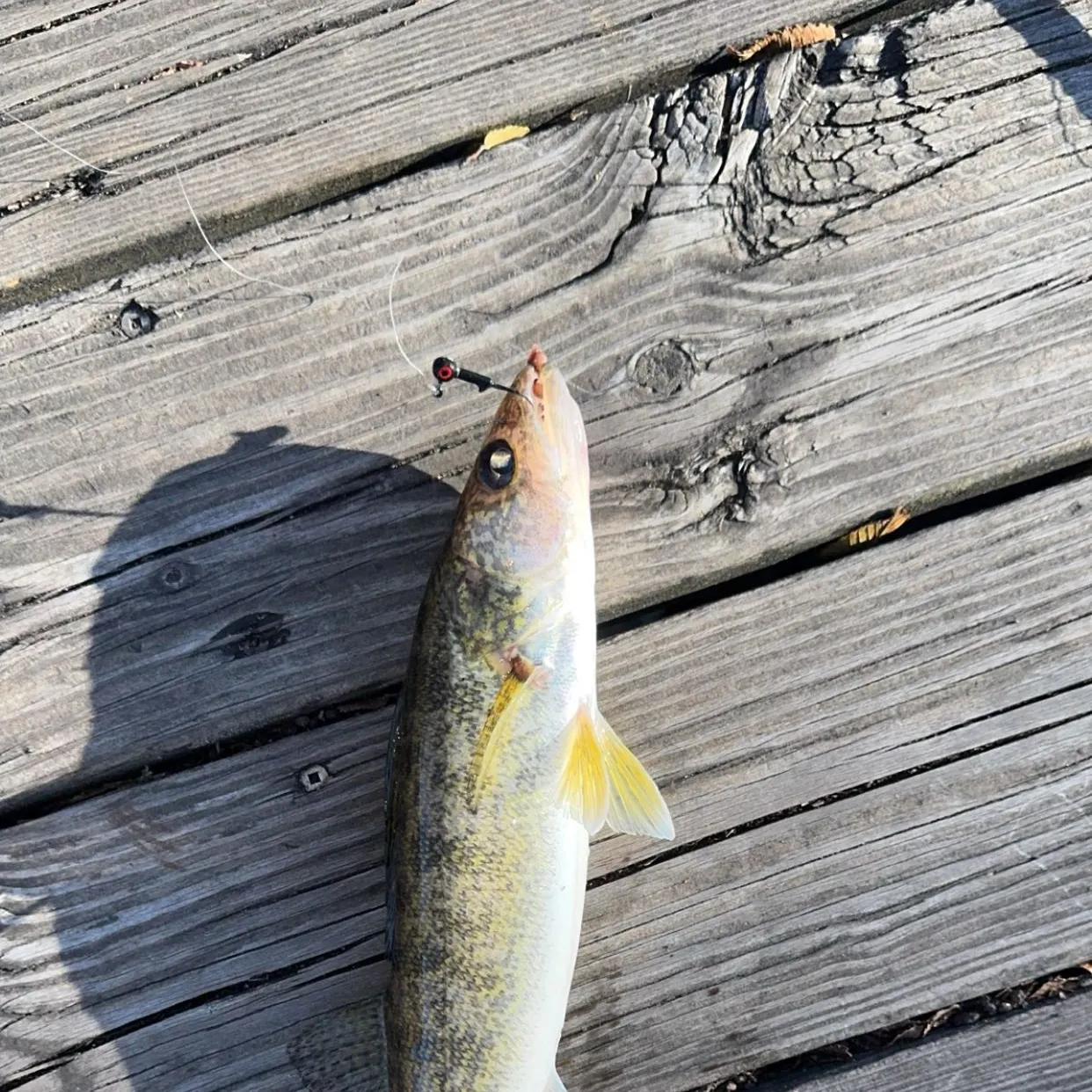 Walleye caught on Fishbrain