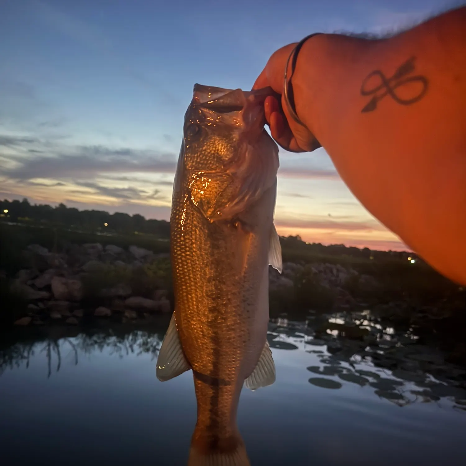 Largemouth bass caught on Fishbrain