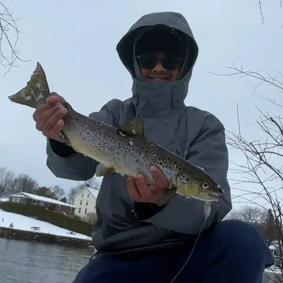 The most recent Landlocked atlantic salmon catches on Fishbrain