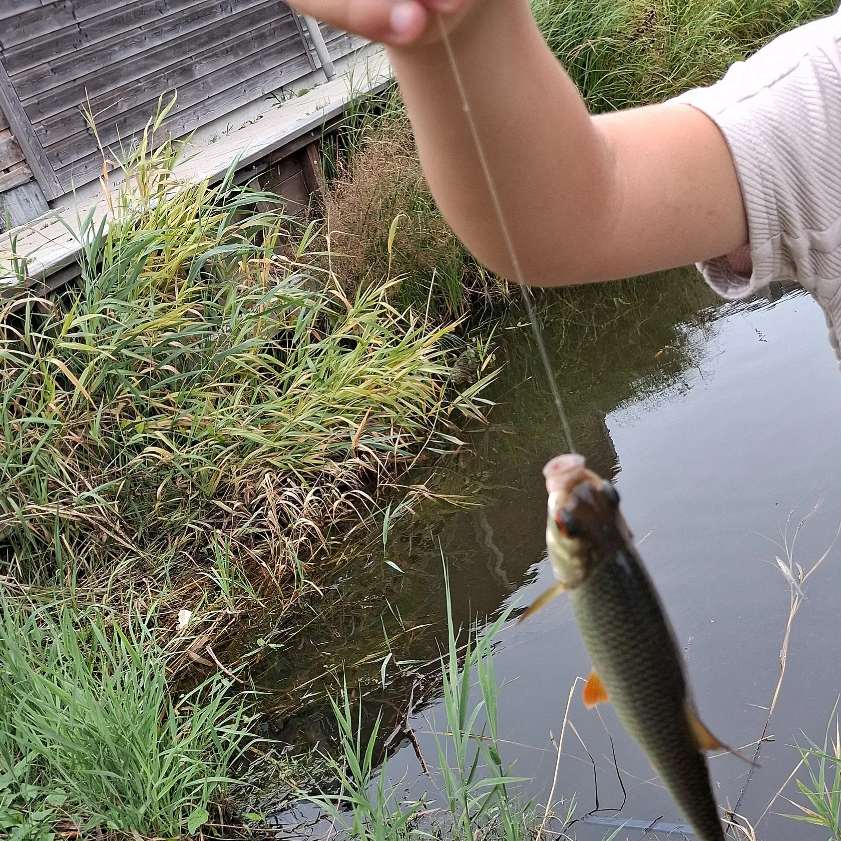 Common rudd caught on Fishbrain