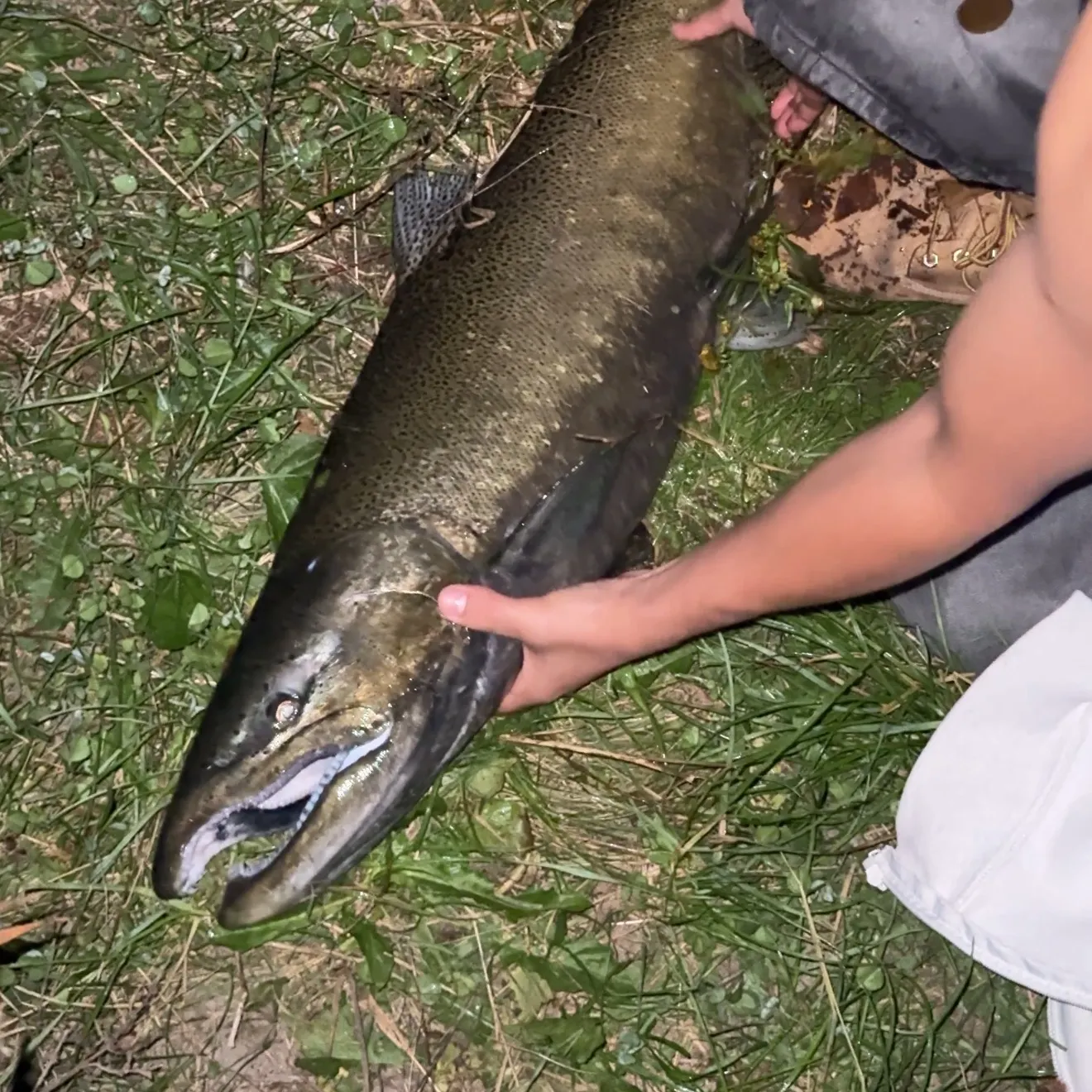 Chinook salmon caught on Fishbrain