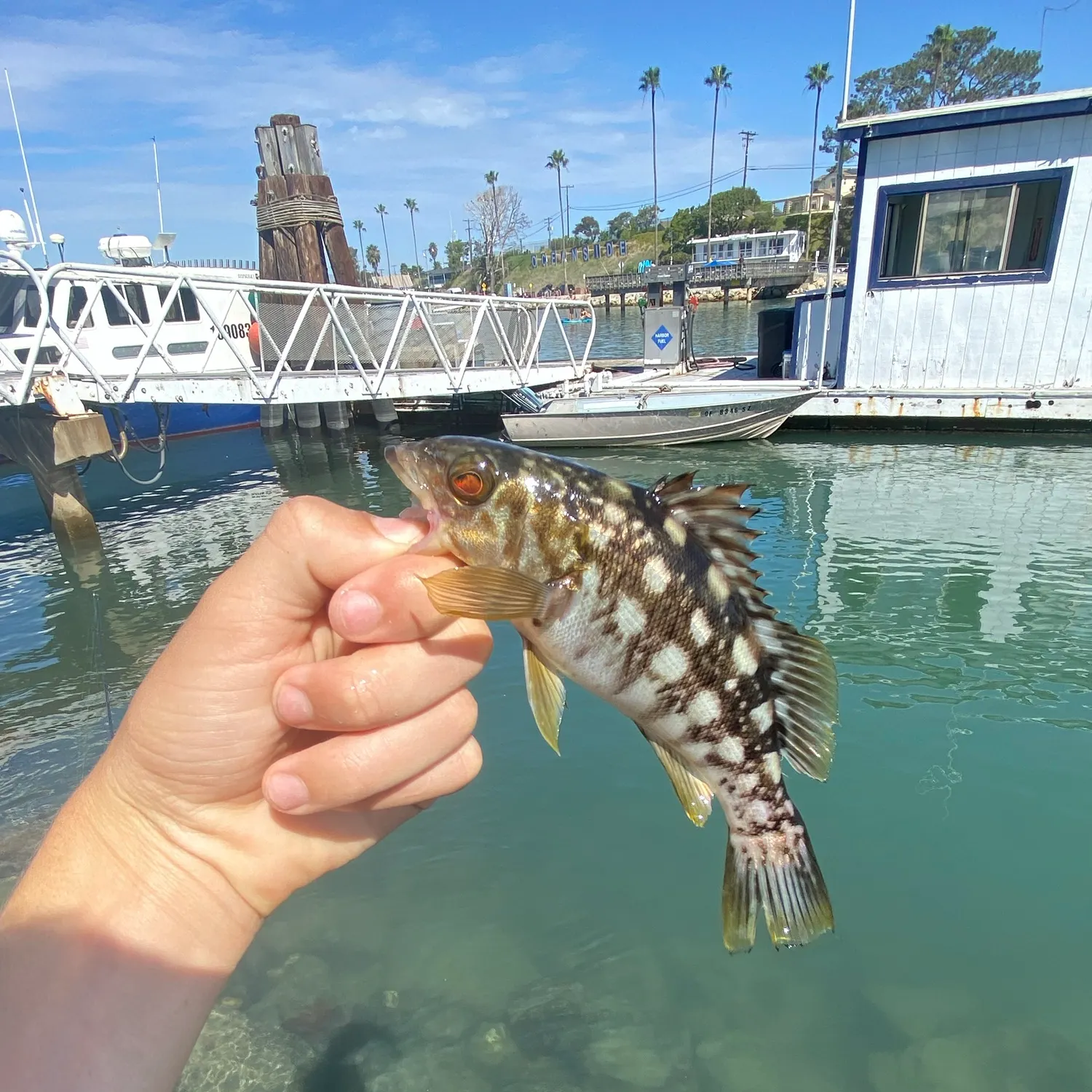 Kelp bass caught on Fishbrain