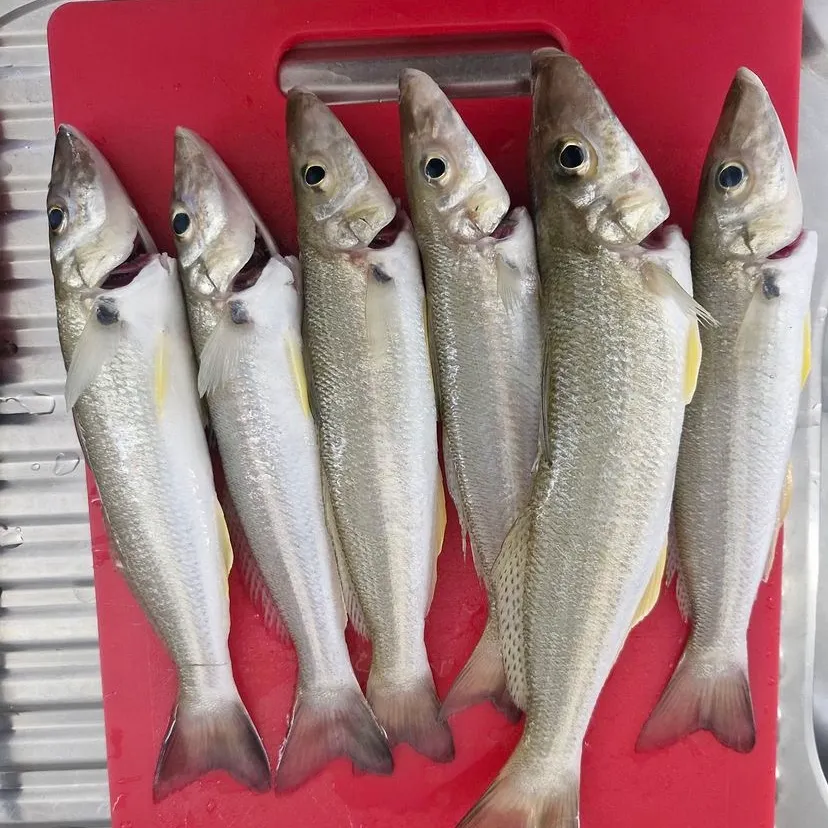 The most recent Sand sillago catches on Fishbrain