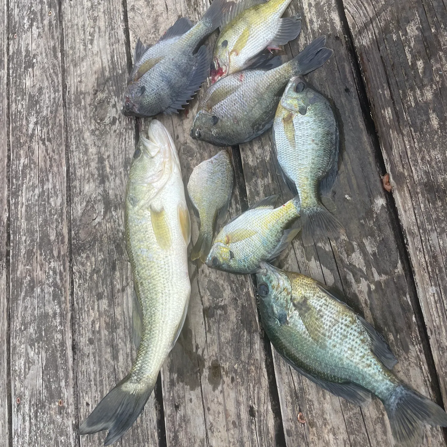 recently logged catches