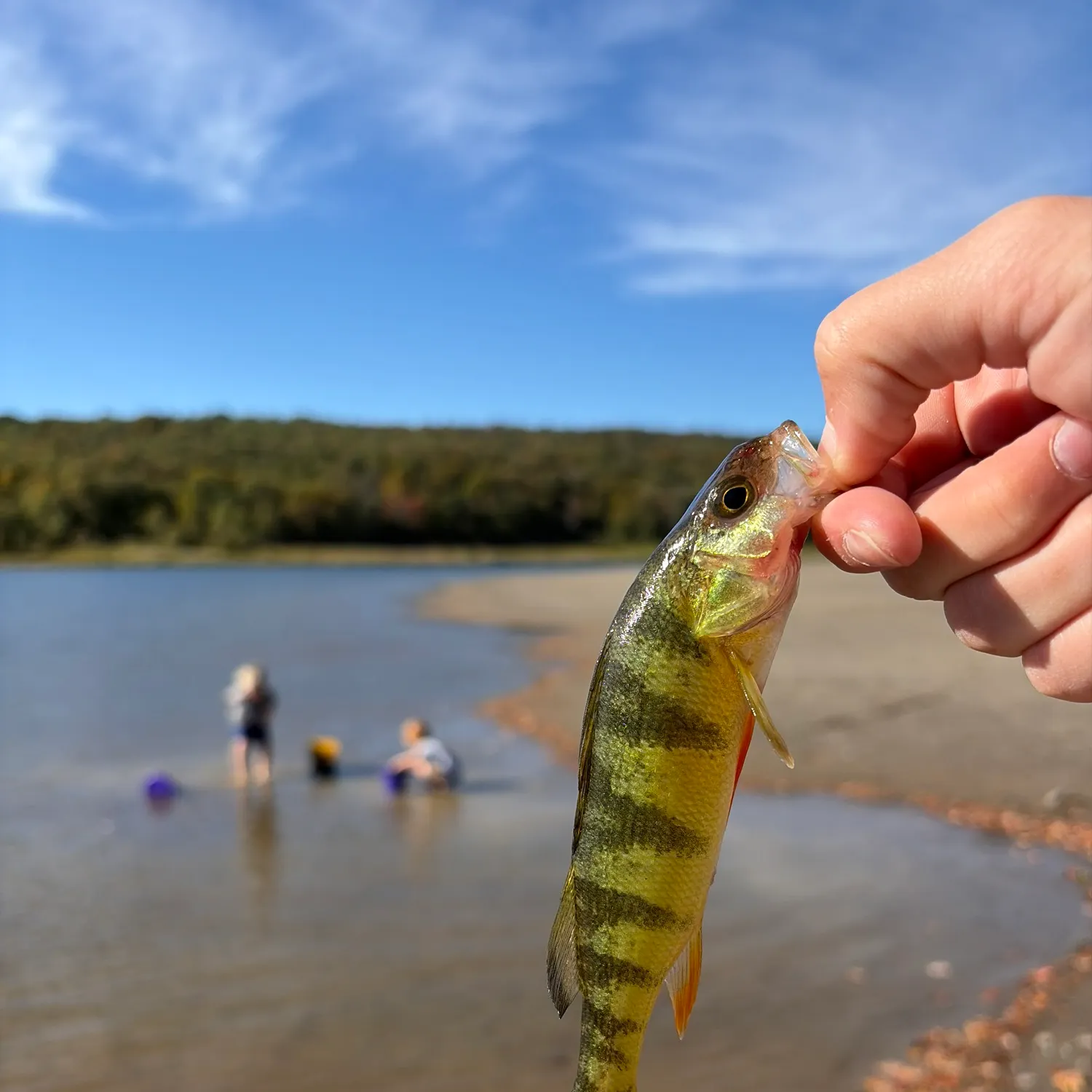 Yellow perch caught on Fishbrain
