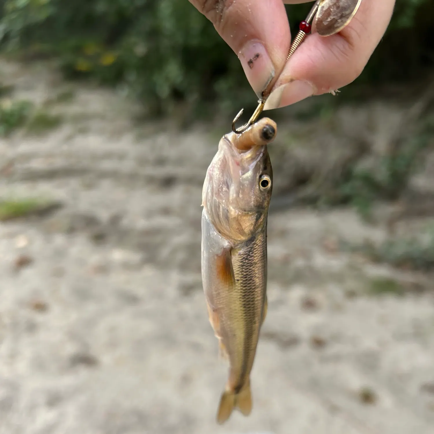 Creek chub caught on Fishbrain