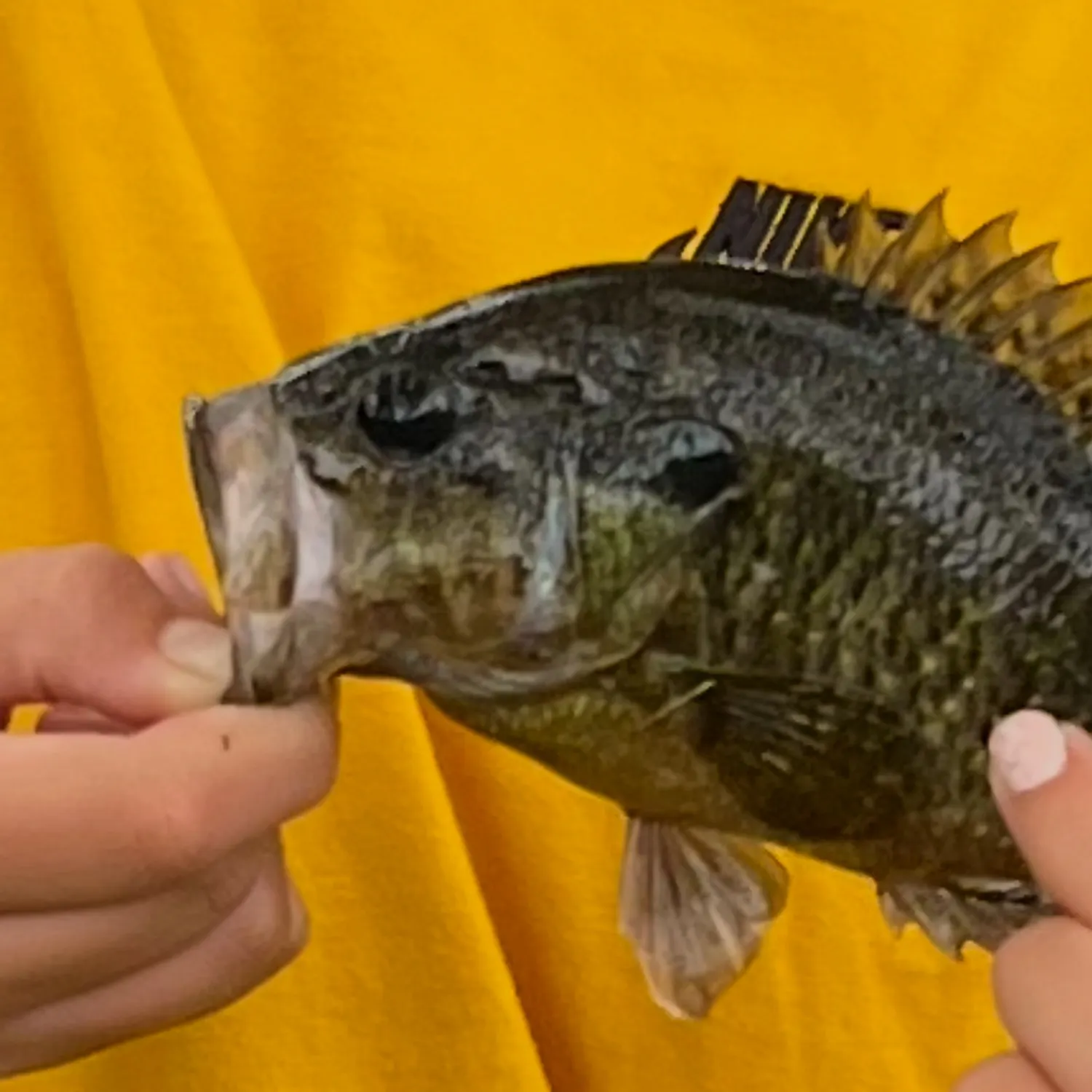 The most recent Wargill hybrid catches on Fishbrain
