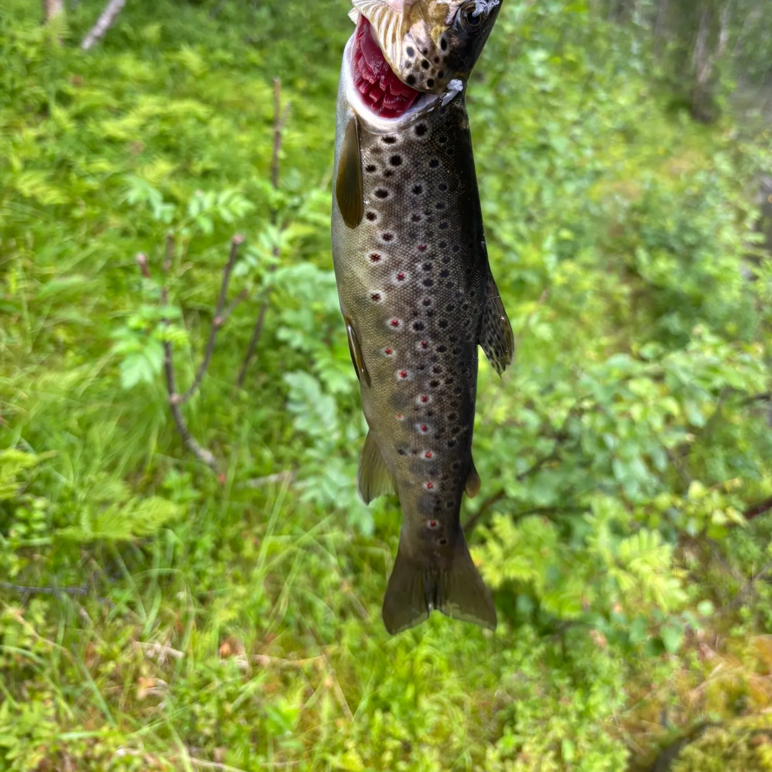 Lake trout caught on Fishbrain