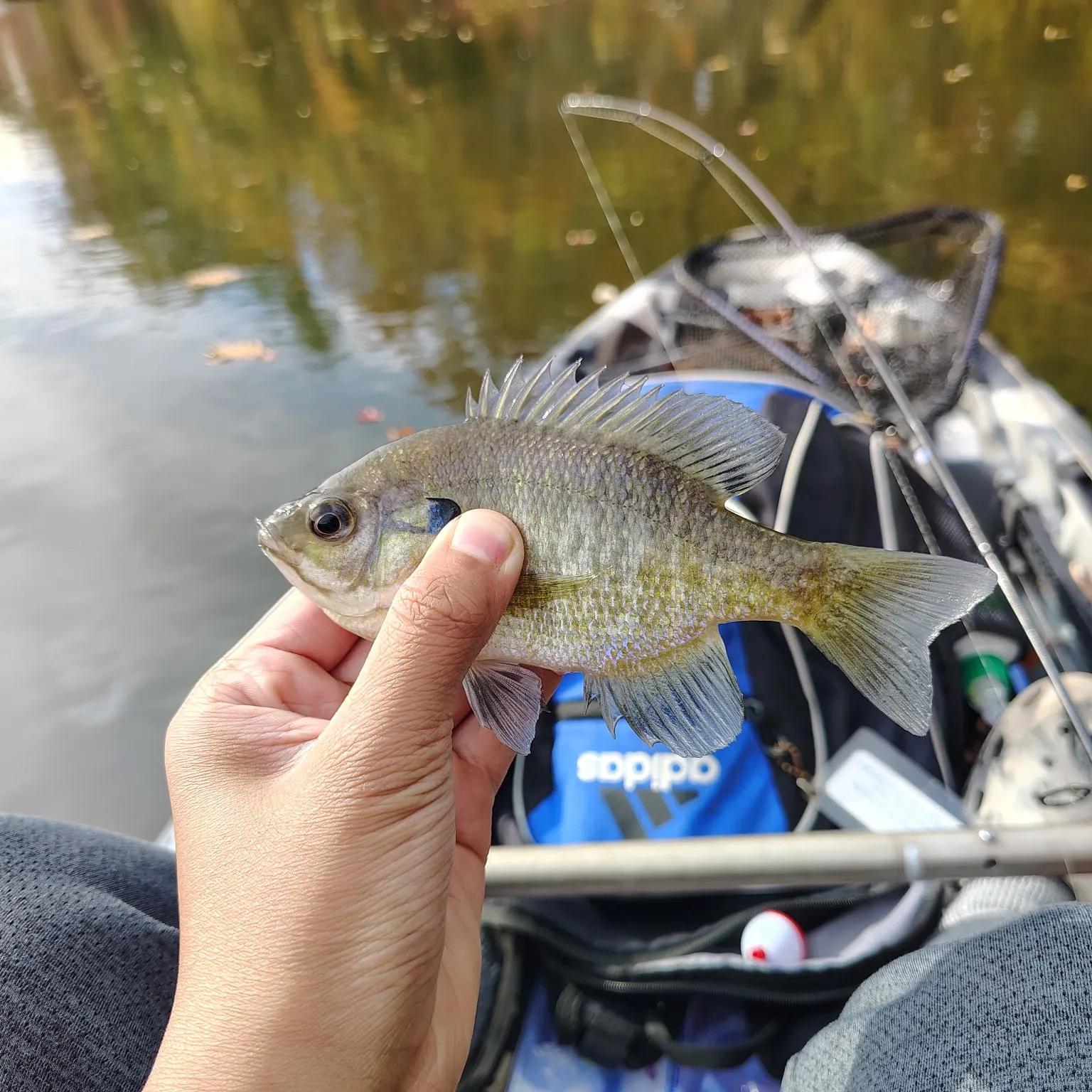 Bluegill caught on Fishbrain