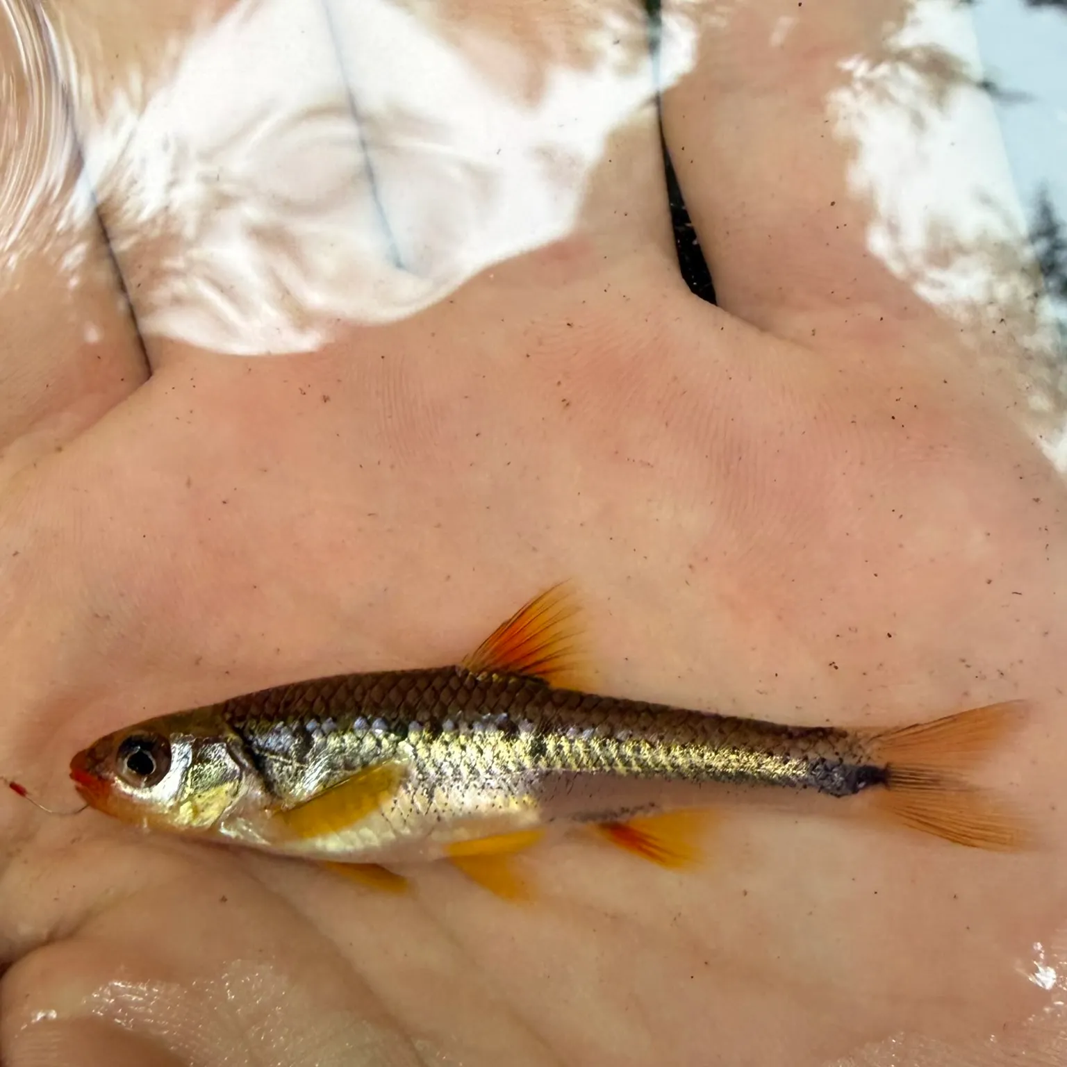 The most recent Redlip shiner catches on Fishbrain