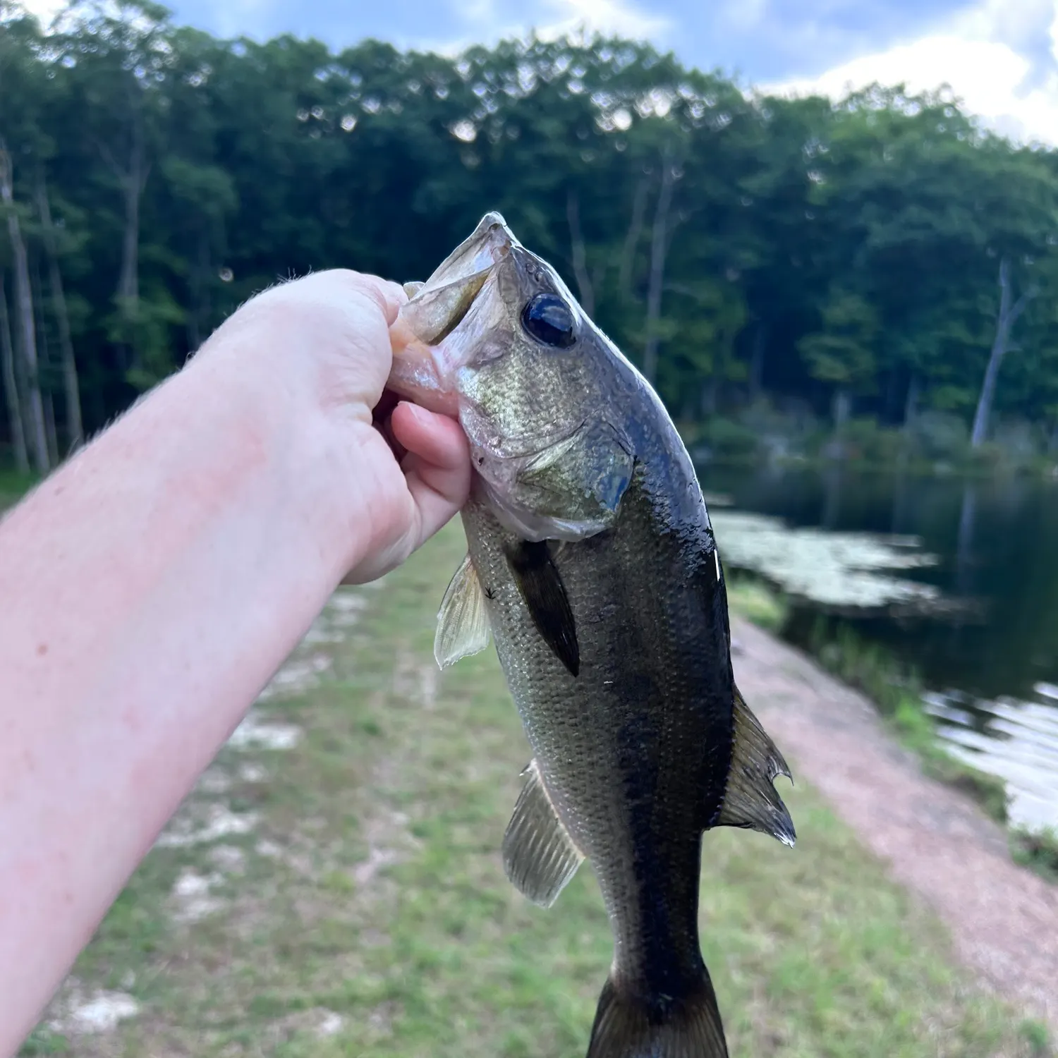 Largemouth bass caught on Fishbrain