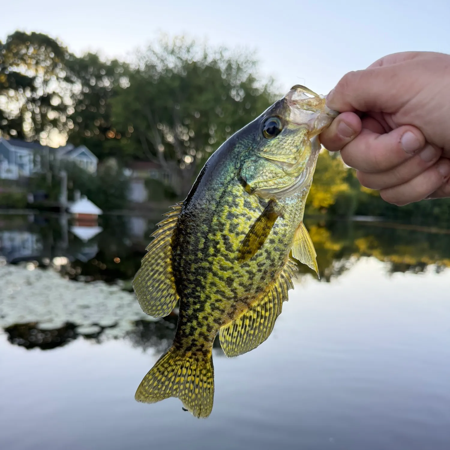 Black crappie caught on Fishbrain
