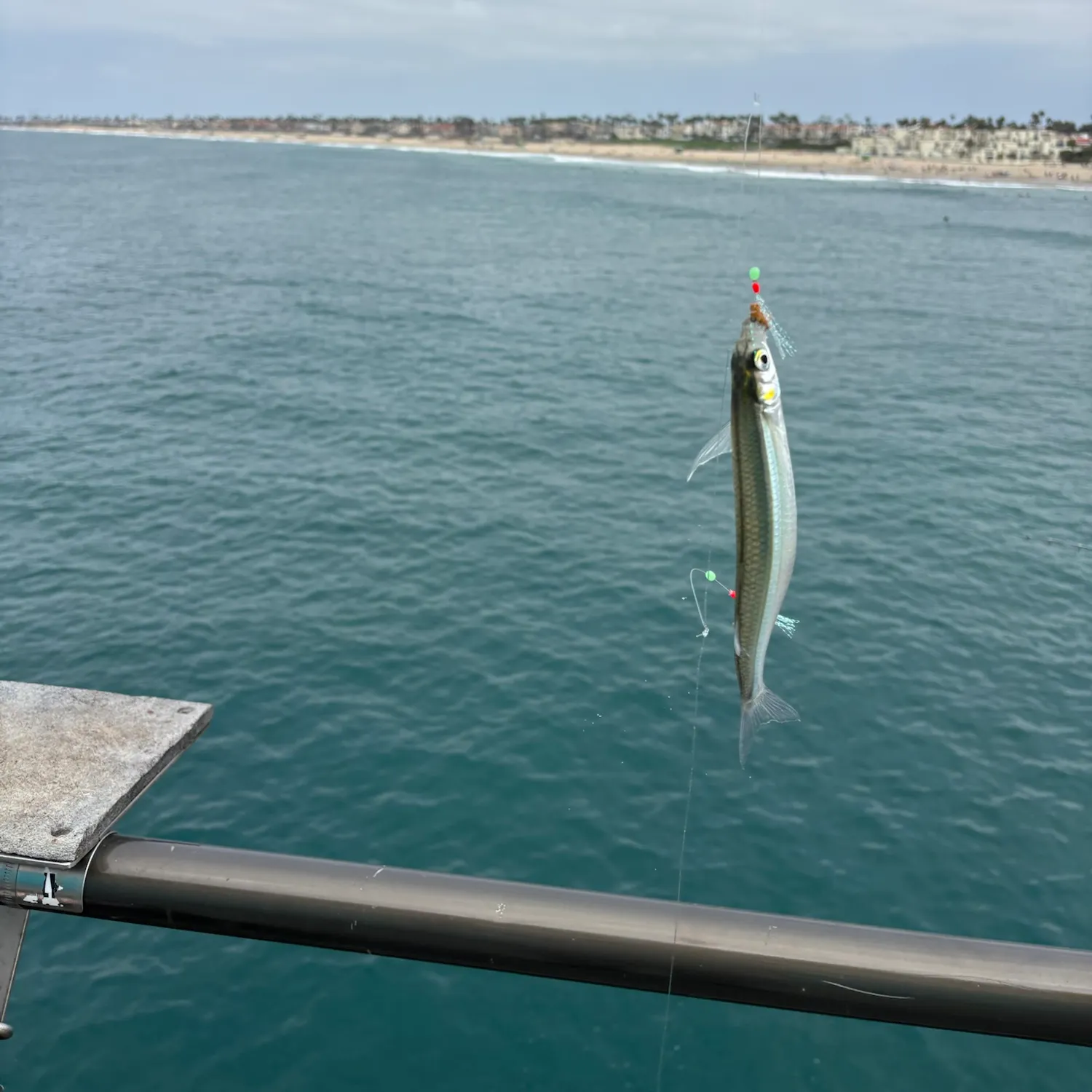 Jack silverside caught on Fishbrain