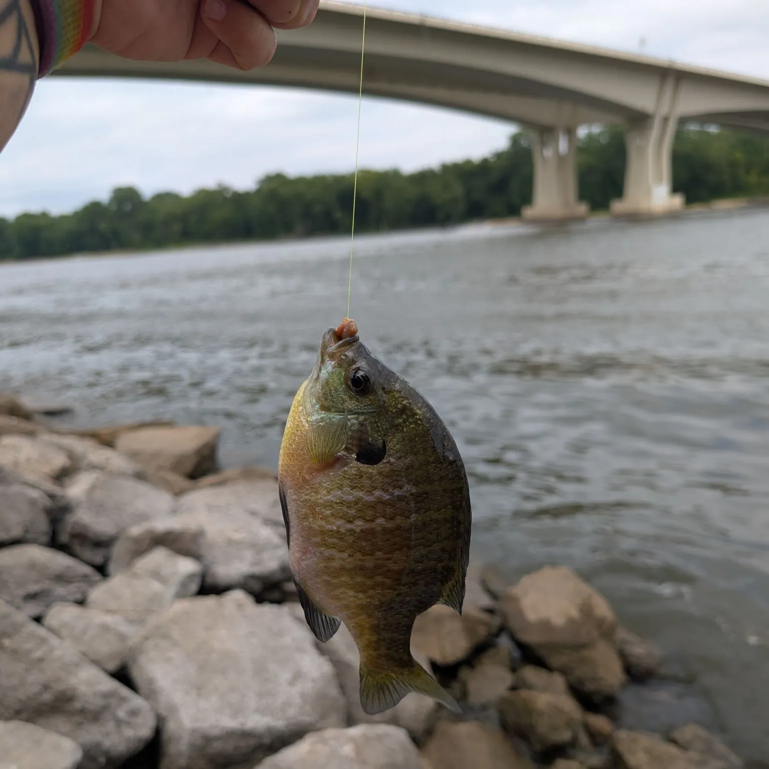 recently logged catches