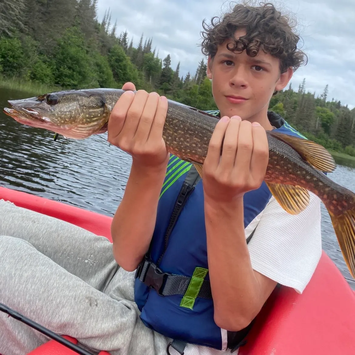 Northern pike caught on Fishbrain