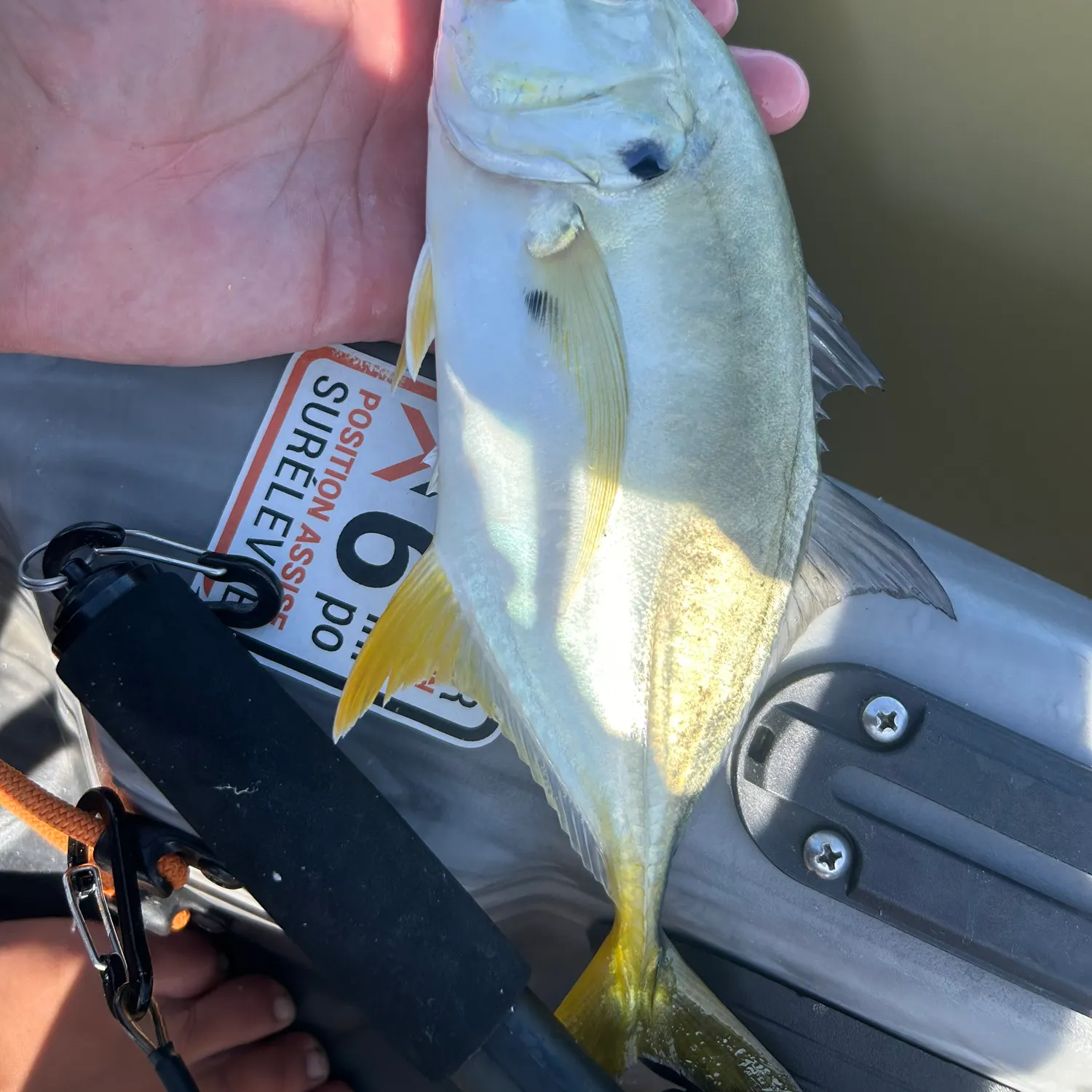 Crevalle jack caught on Fishbrain