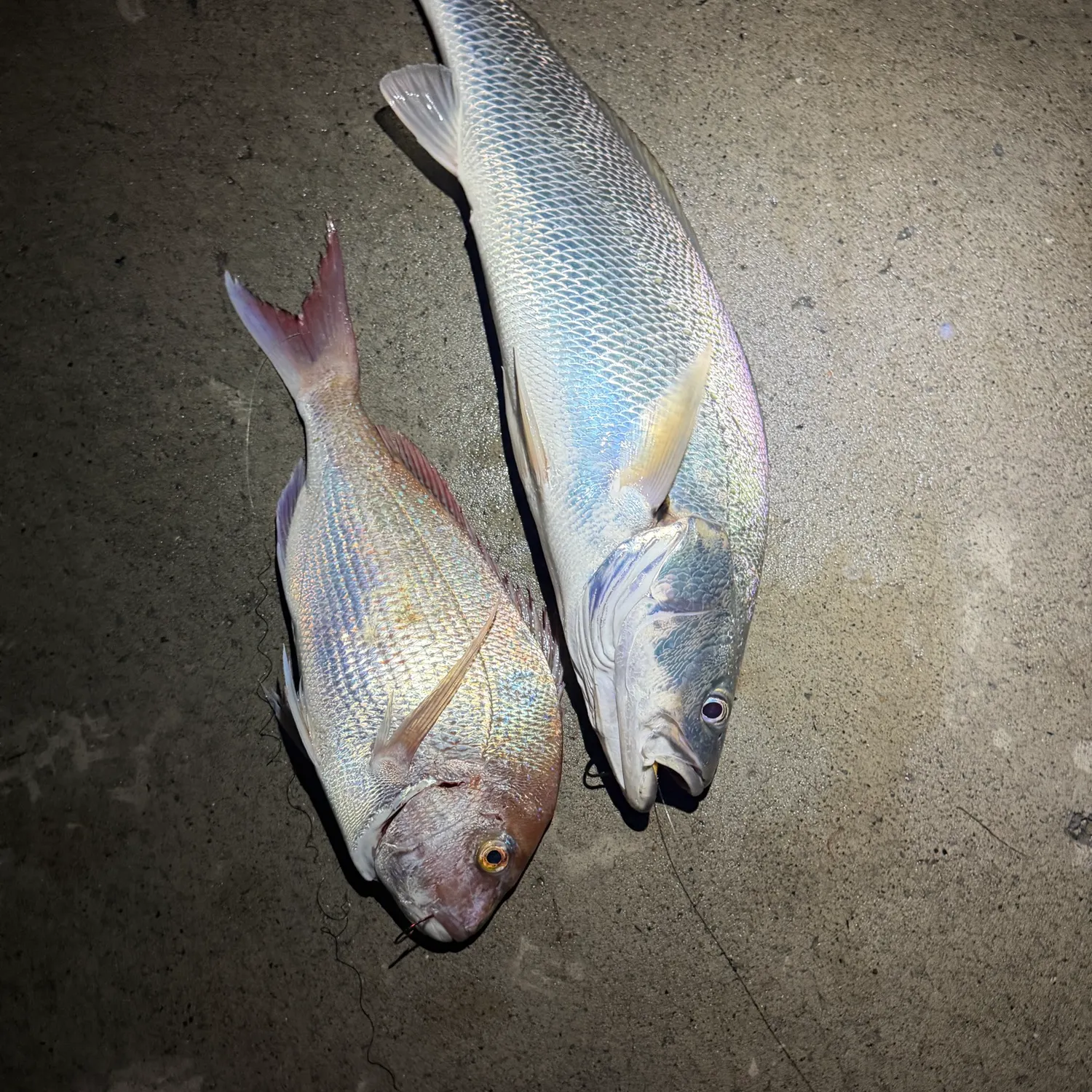 recently logged catches