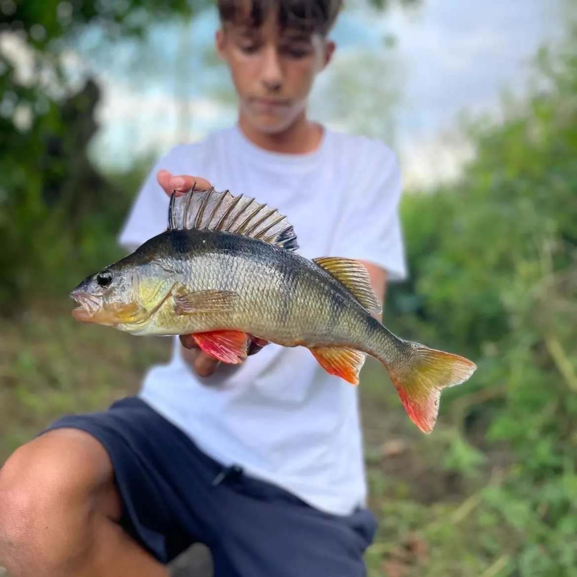 European perch caught on Fishbrain
